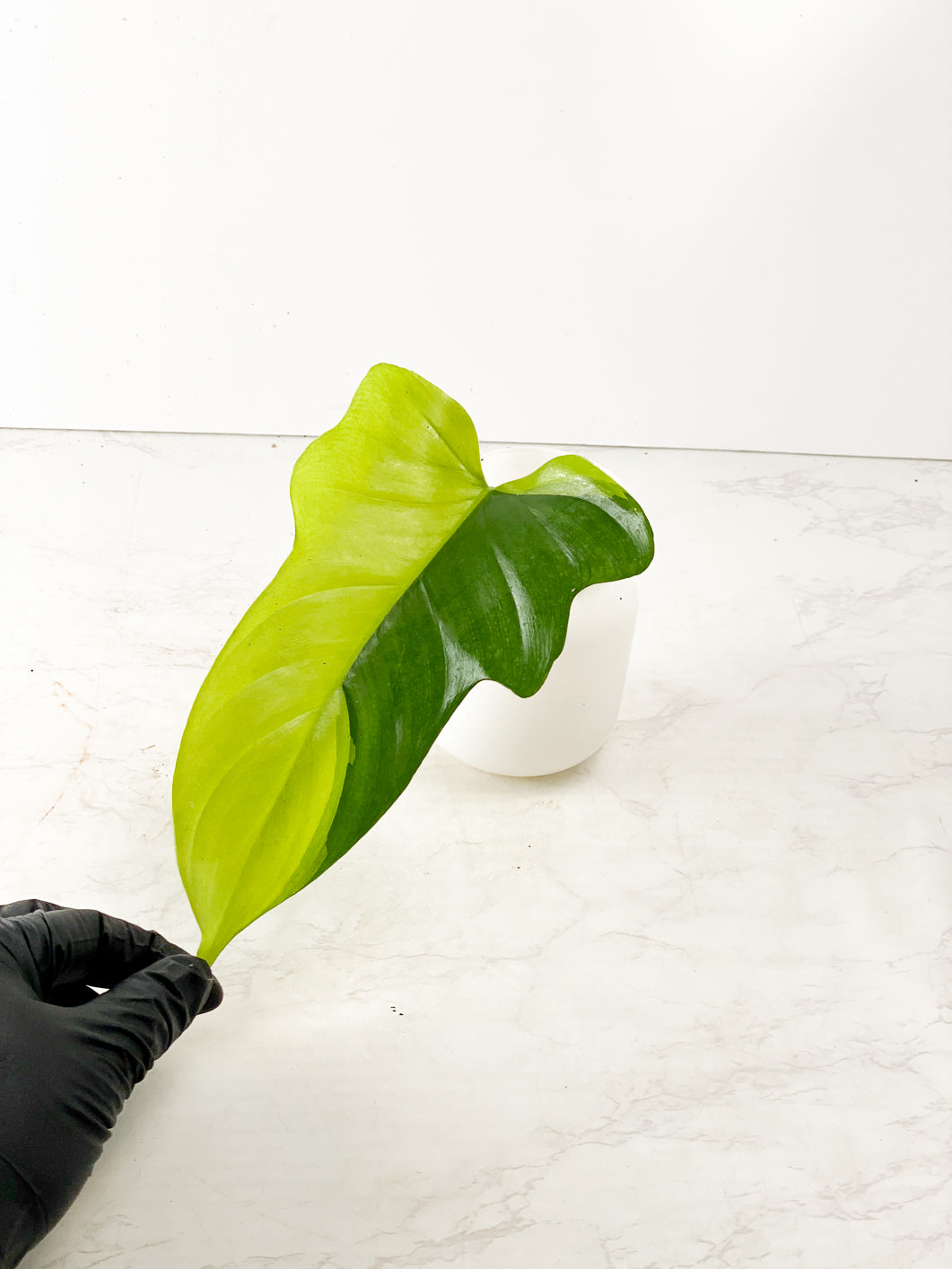 Philodendron bipenifolium variegated rooting 1 leaf