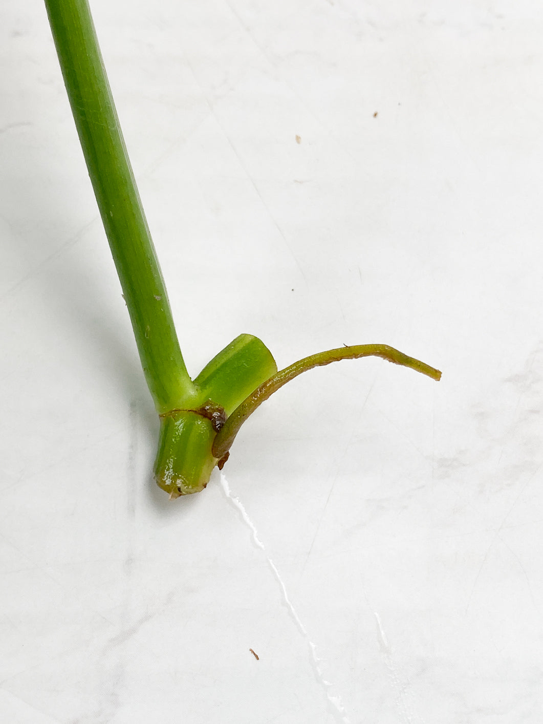 Philodendron bipenifolium variegated rooting 1 leaf