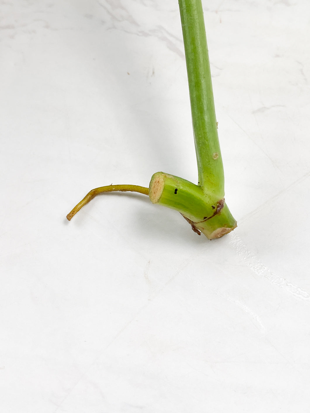 Philodendron bipenifolium variegated rooting 1 leaf
