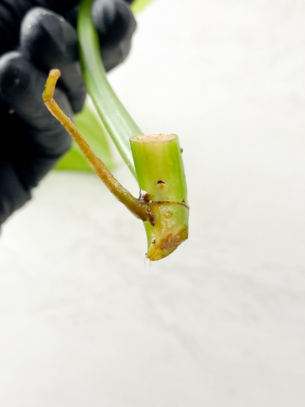 Philodendron bipenifolium variegated rooting 1 leaf