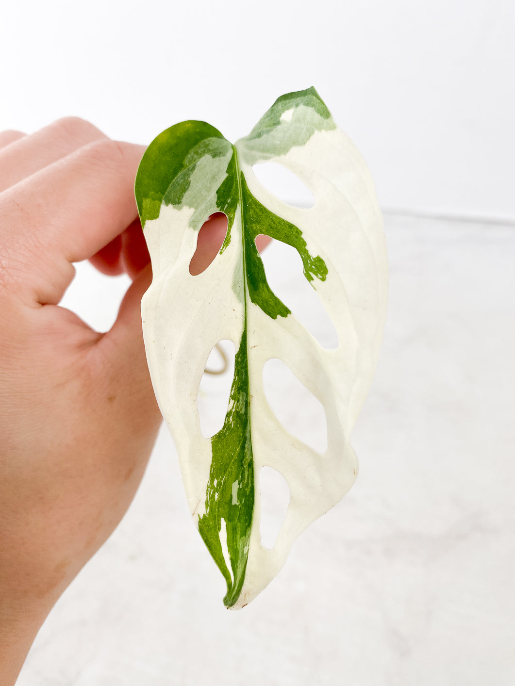 Monstera adansonii albo variegated 1 leaf 1 sprout