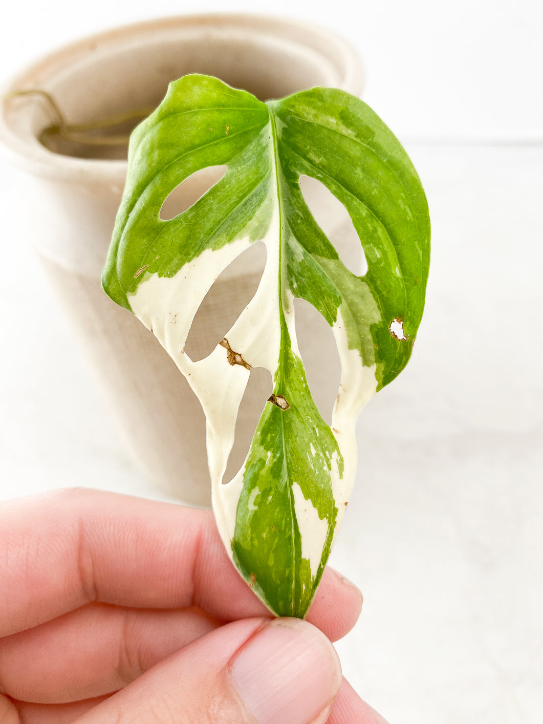 Monstera adansonii albo variegated 1 leaf
