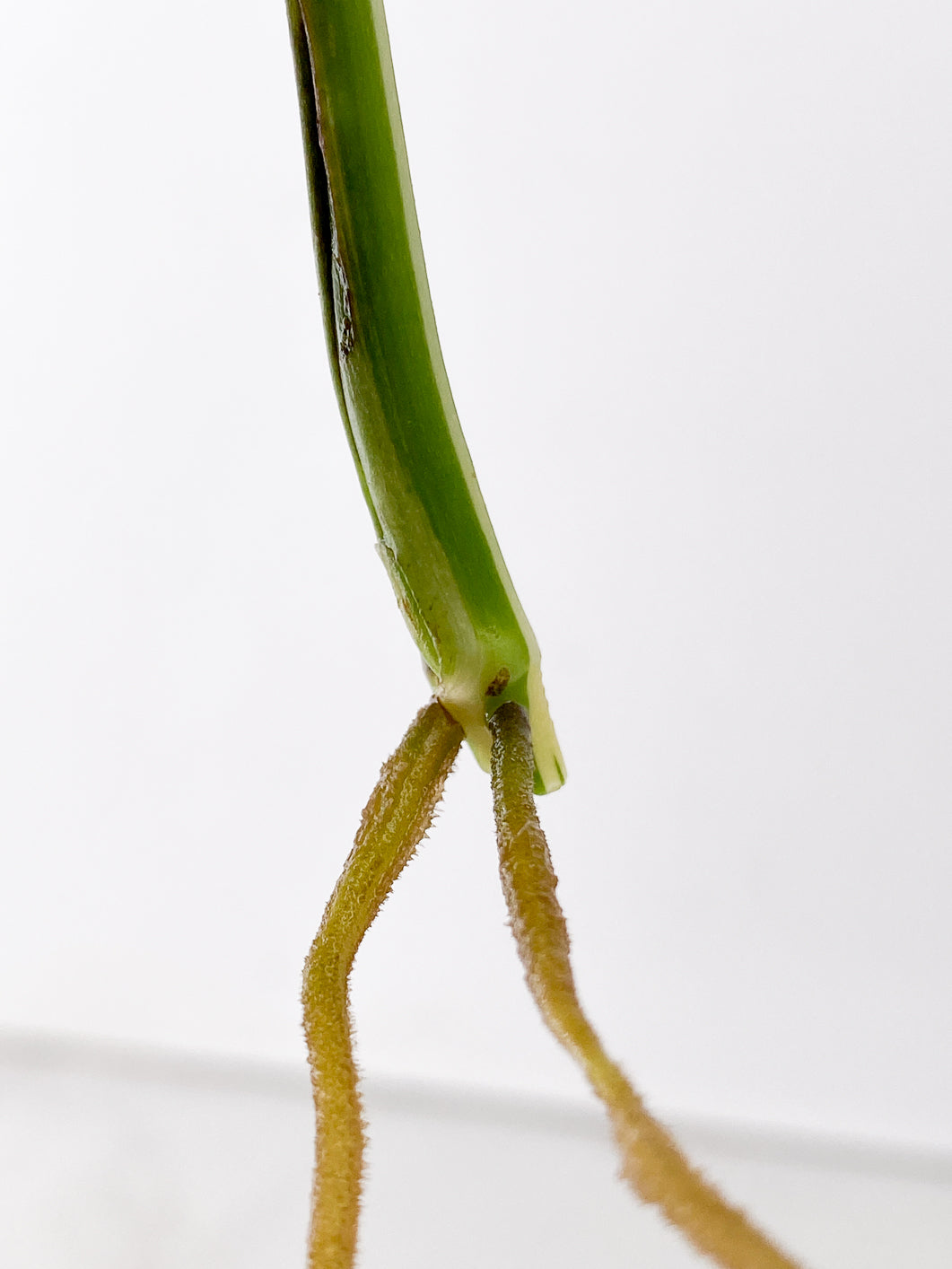 Monstera adansonii albo variegated 1 leaf