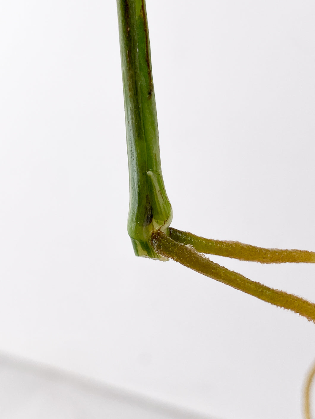 Monstera adansonii albo variegated 1 leaf