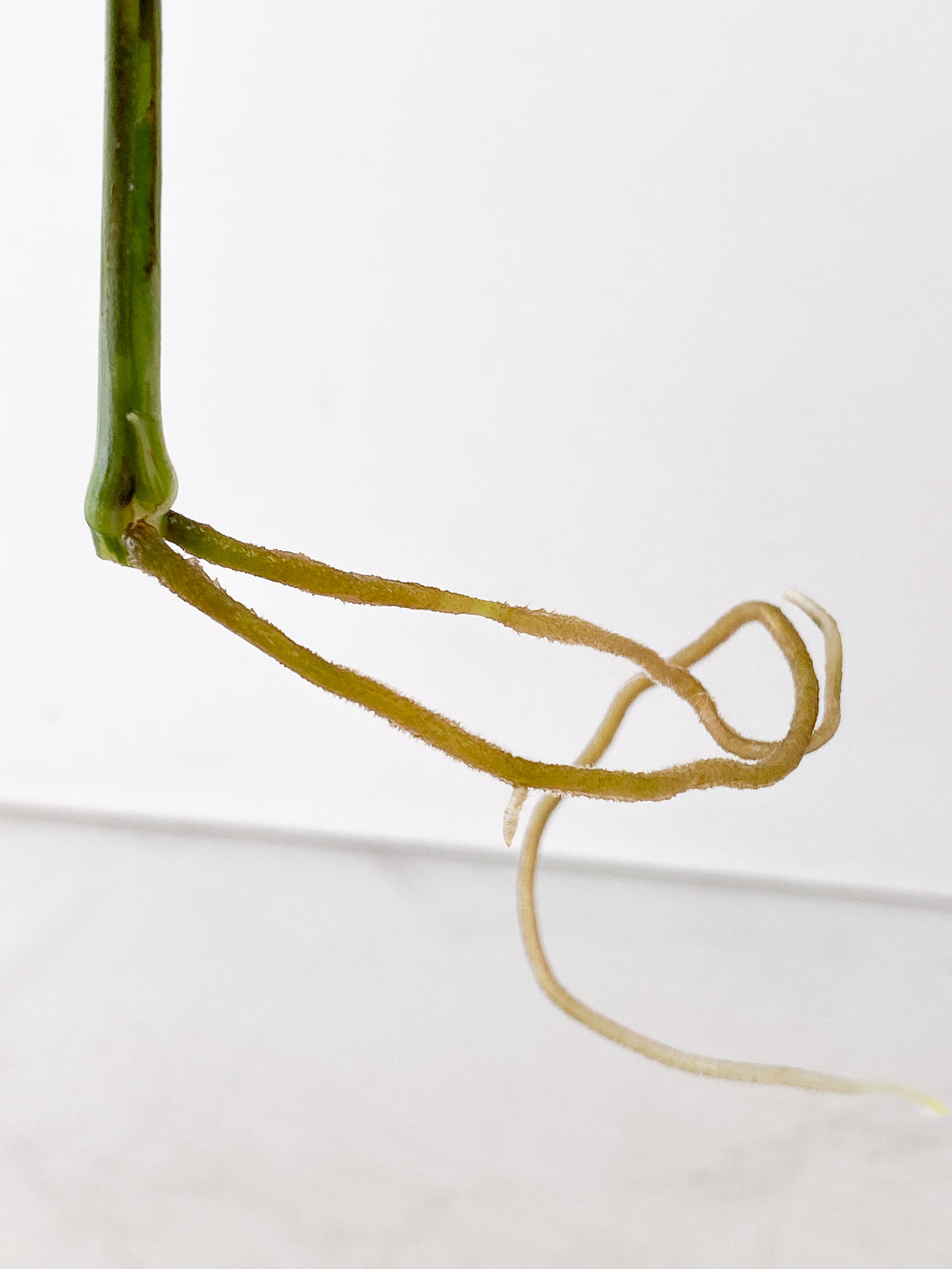 Monstera adansonii albo variegated 1 leaf