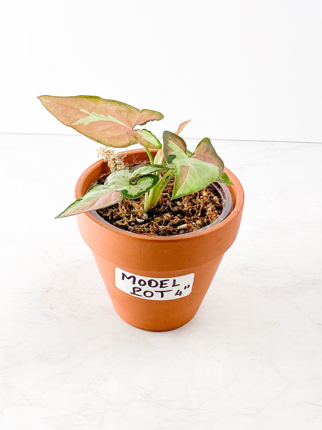 Syngonium Strawberry Milk Rooting