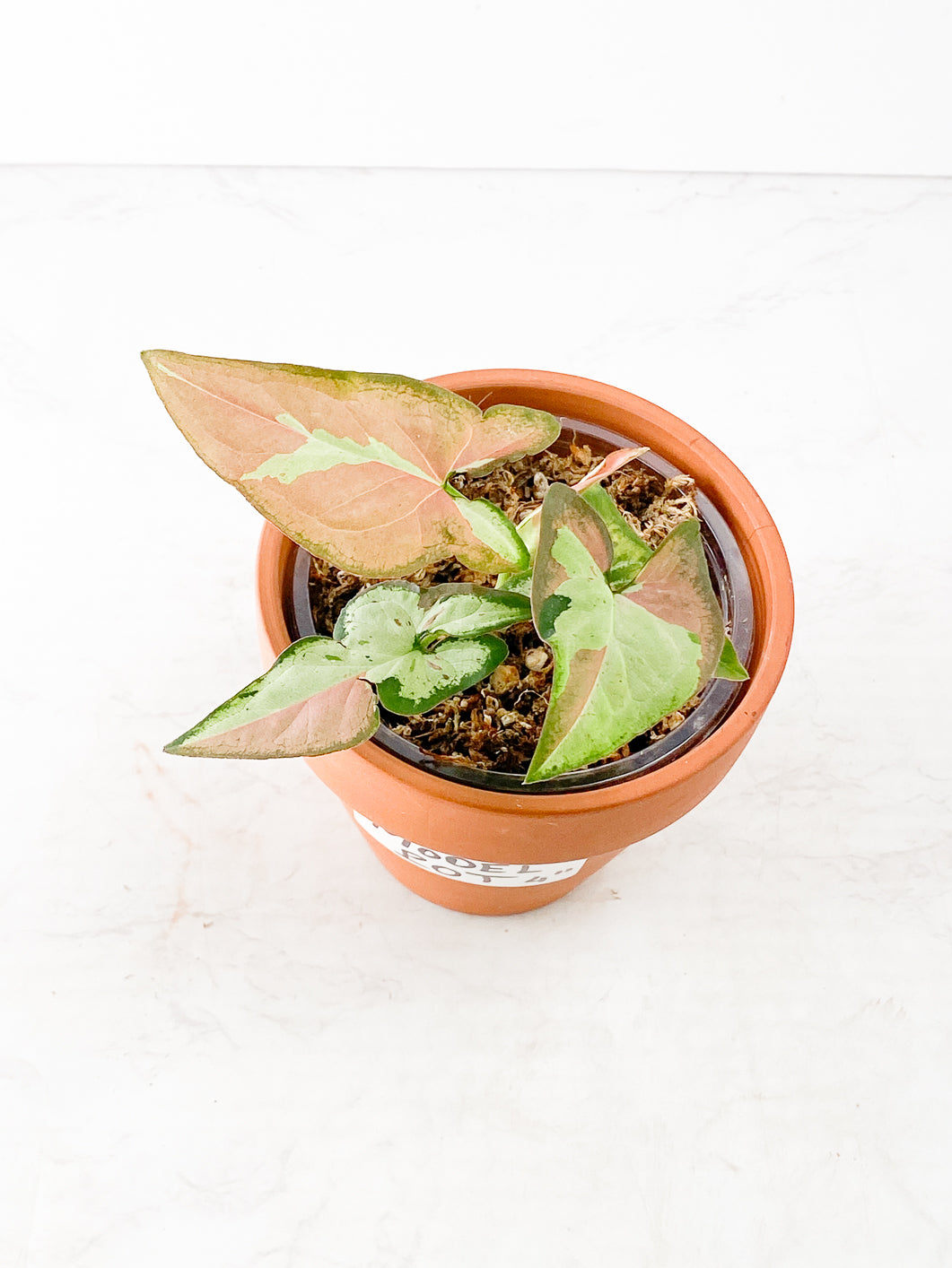 Syngonium Strawberry Milk Rooting