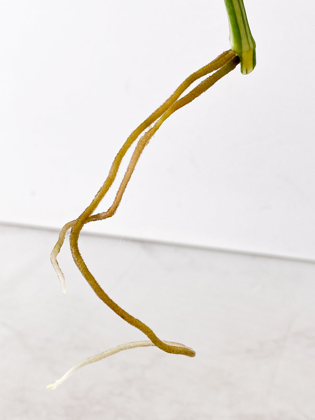 Monstera adansonii albo variegated 1 leaf