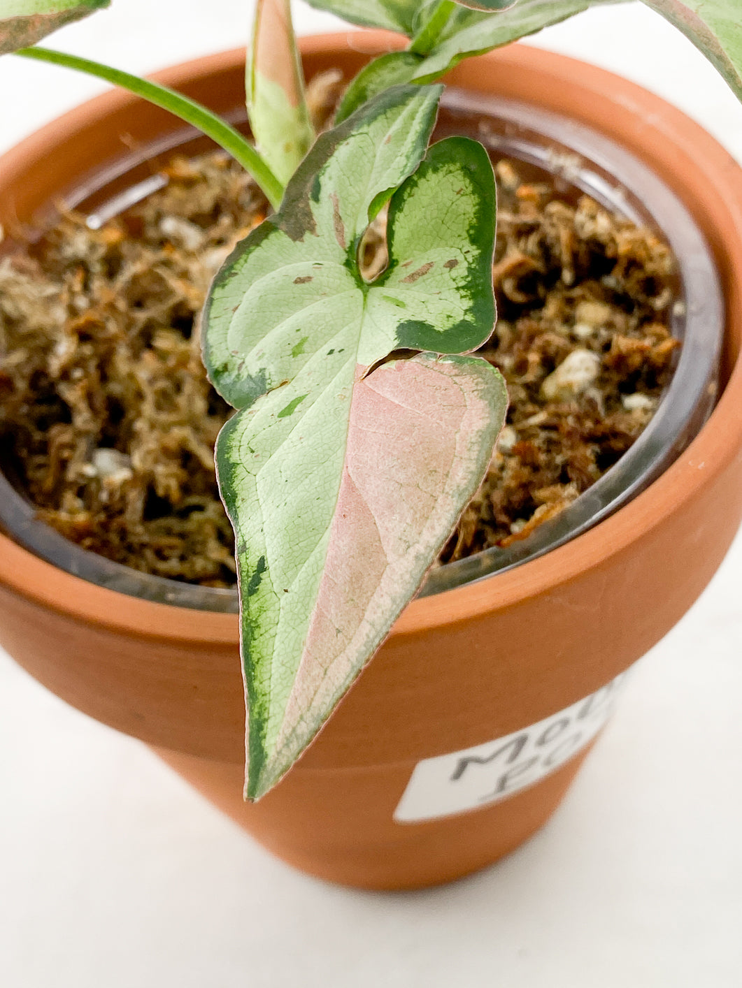 Syngonium Strawberry Milk Rooting