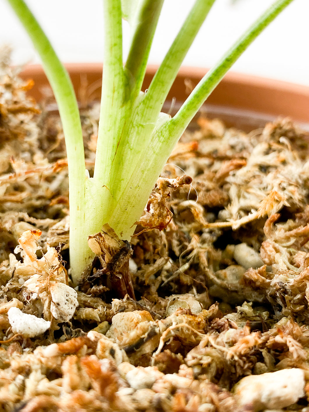 Syngonium Strawberry Milk Rooting