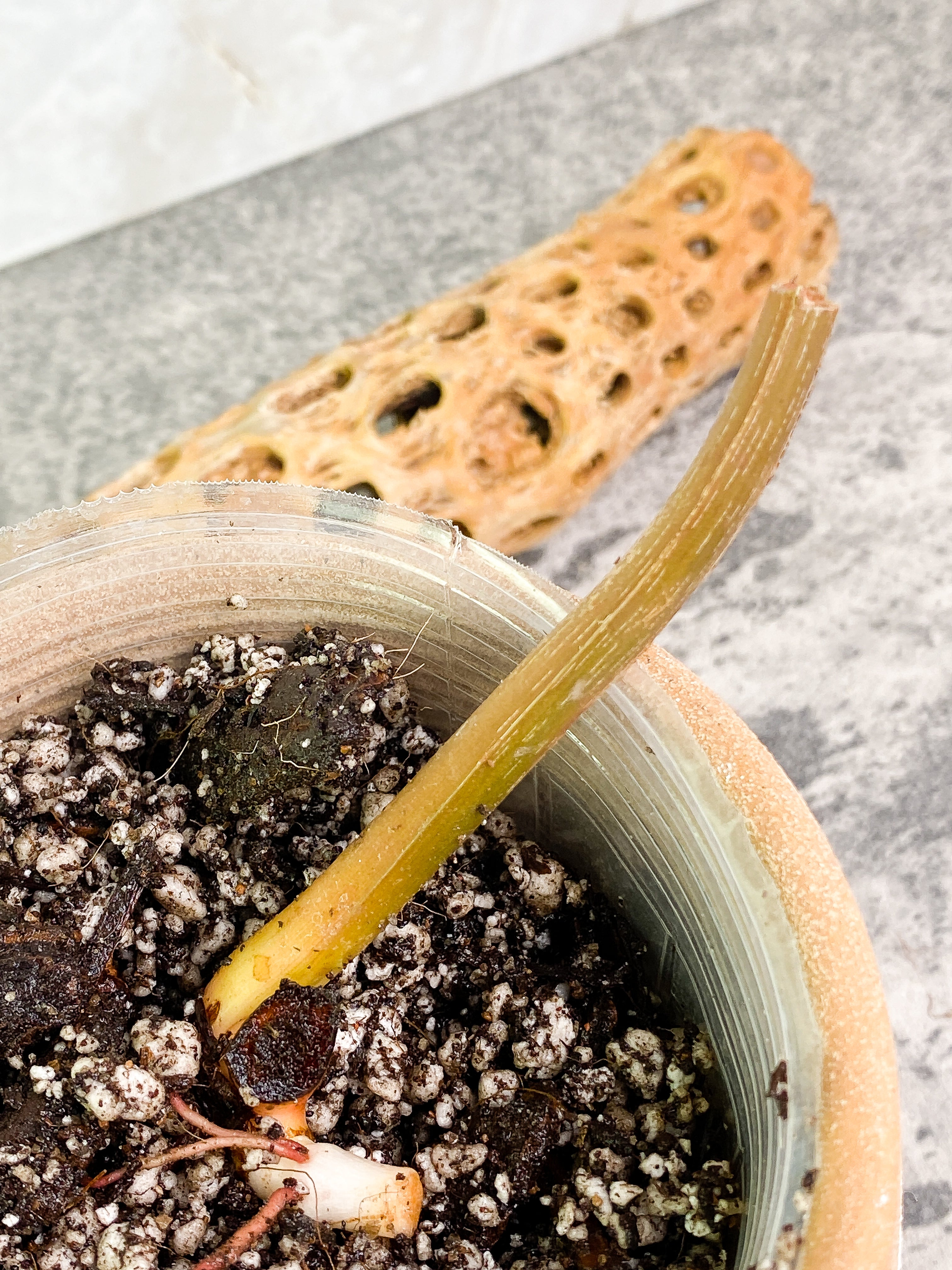 Philodendron pastazanum silver nieve rooted node