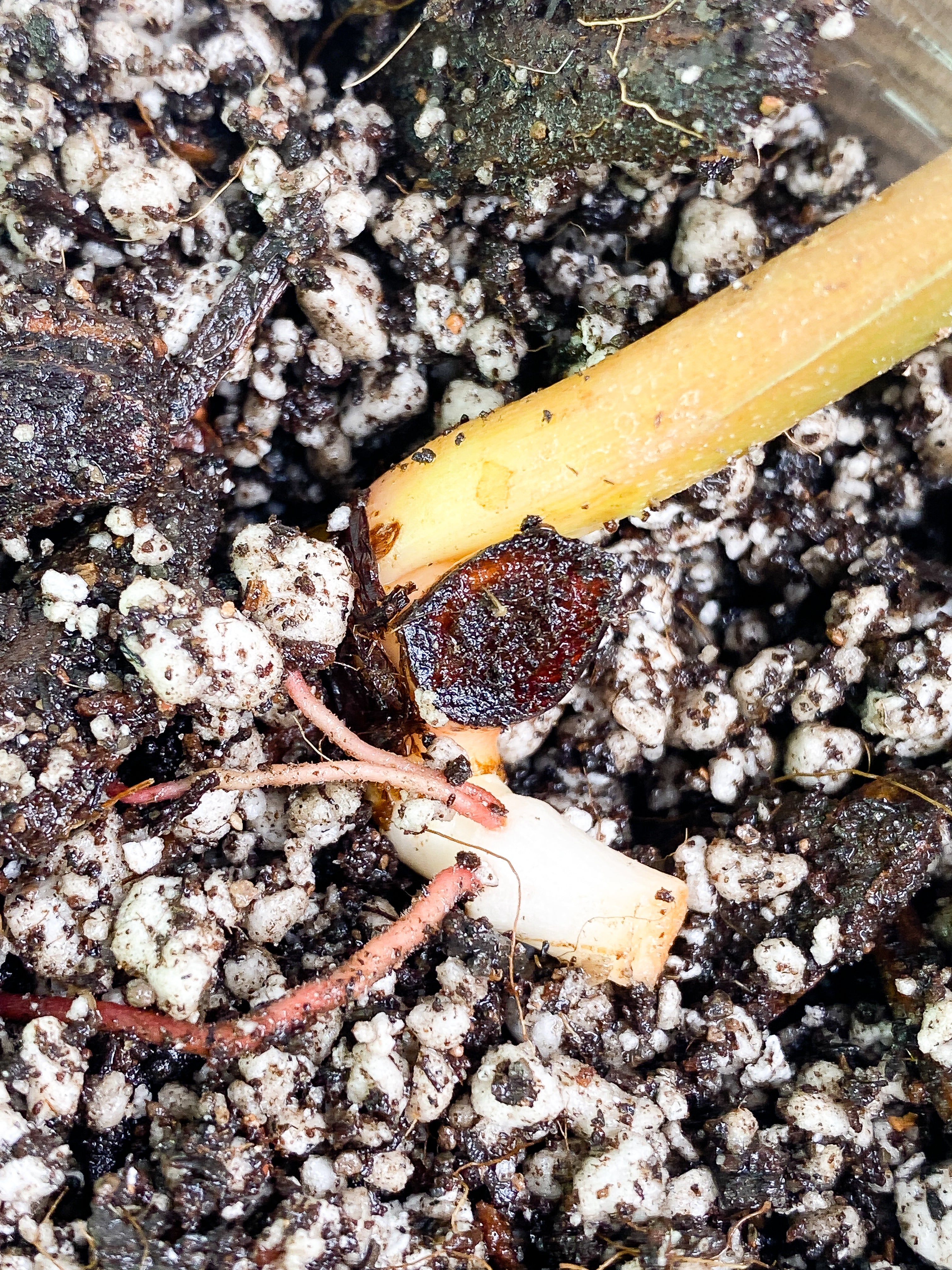 Philodendron pastazanum silver nieve rooted node