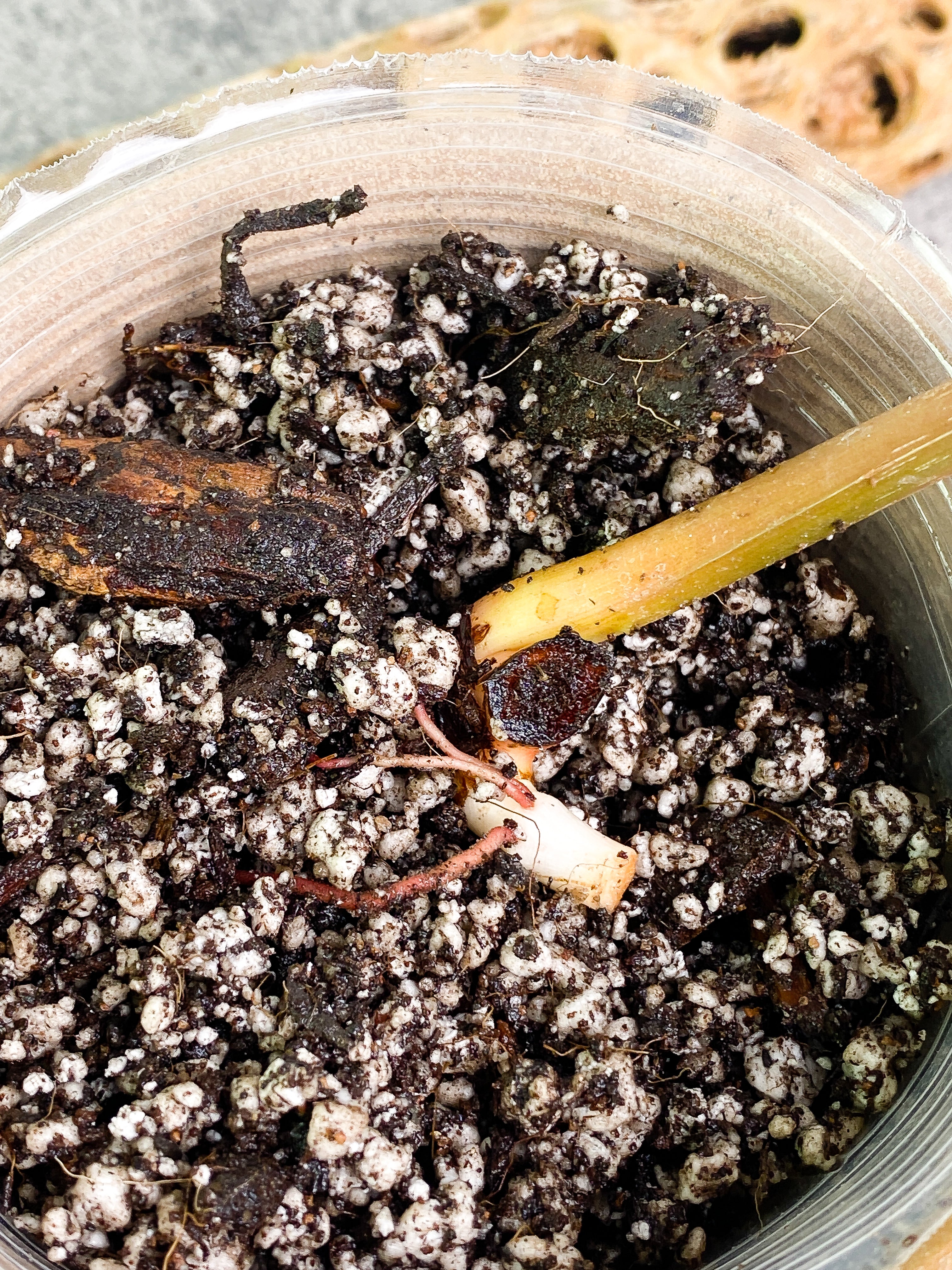 Philodendron pastazanum silver nieve rooted node