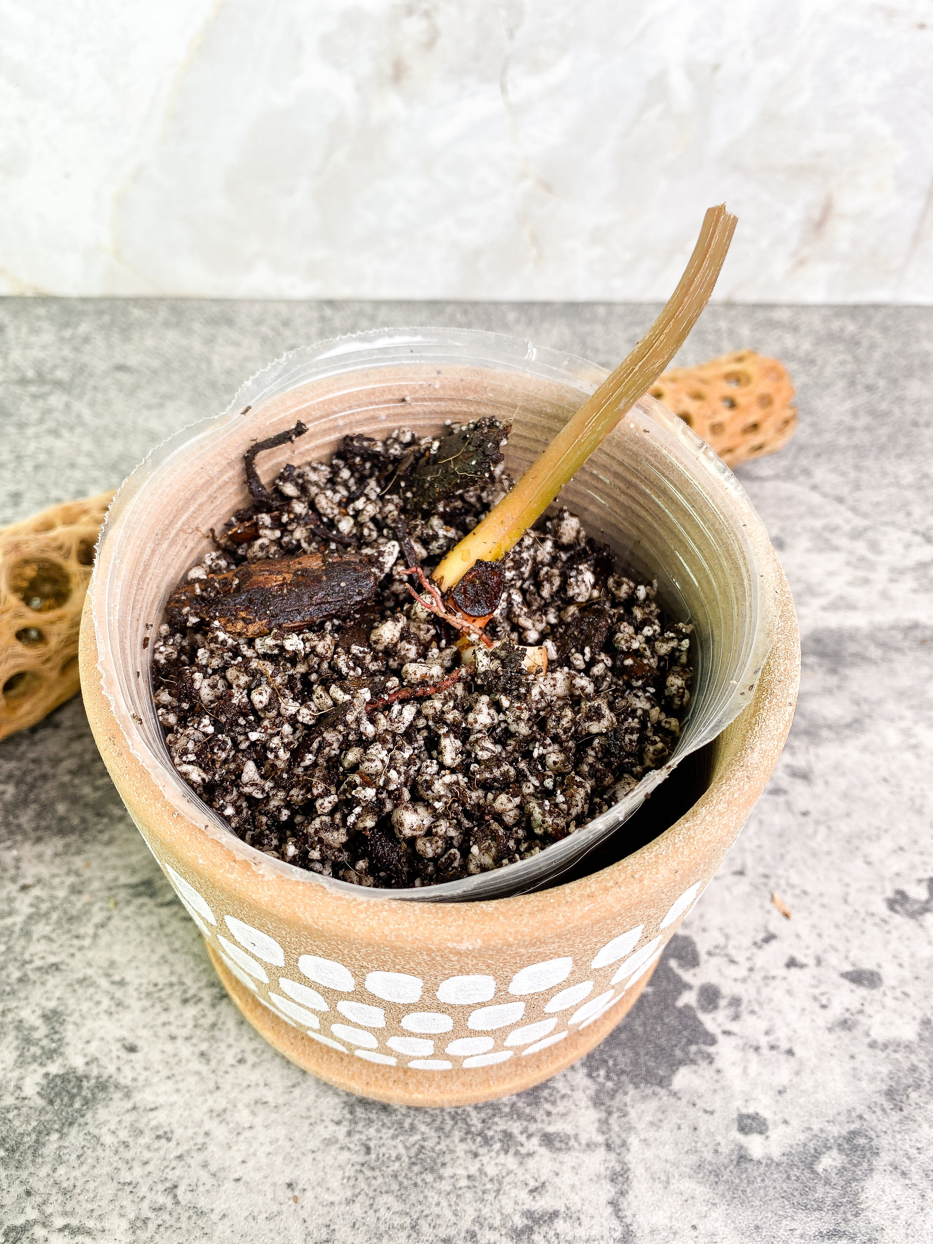 Philodendron pastazanum silver nieve rooted node