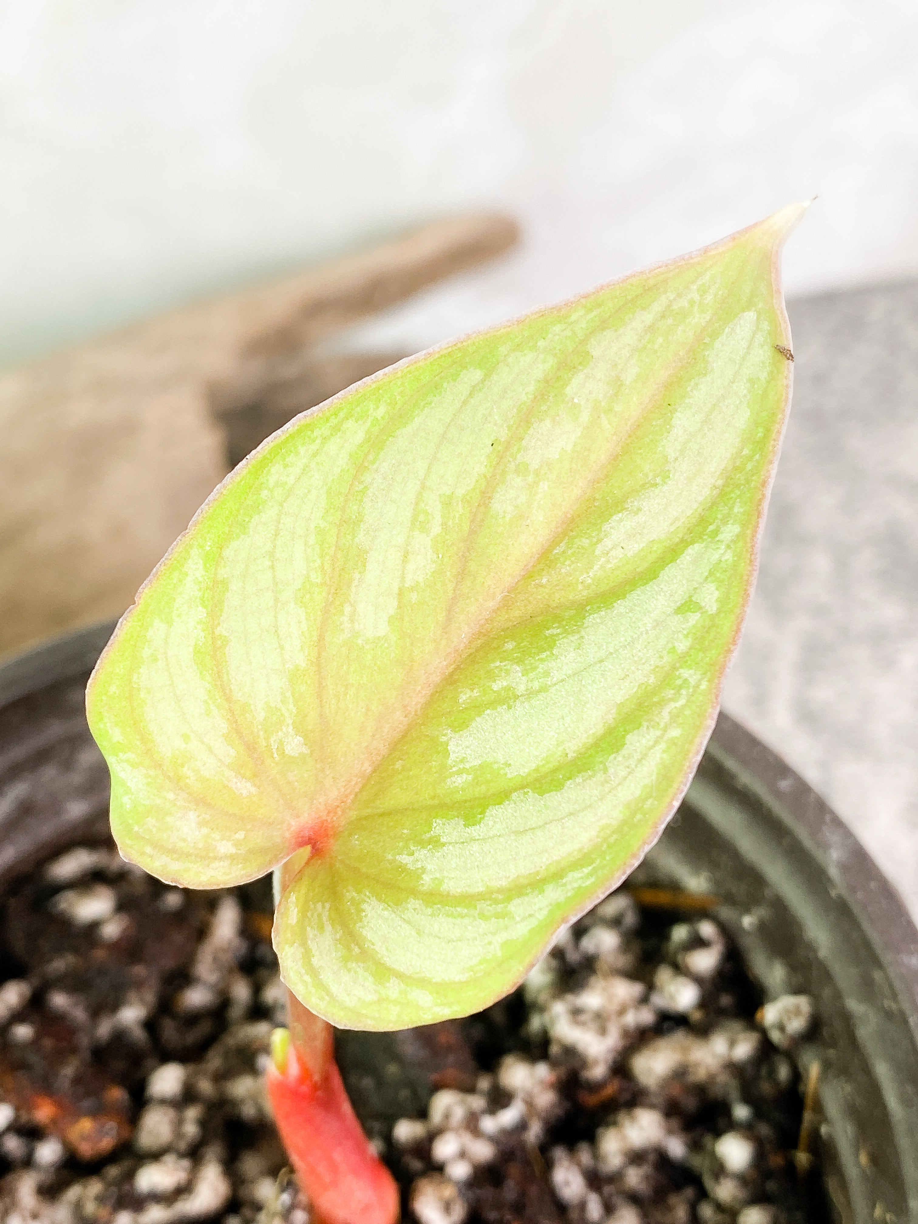 Philodendron pastazanum silver nieve with 1 leaf and 1 sprout slightly rooted