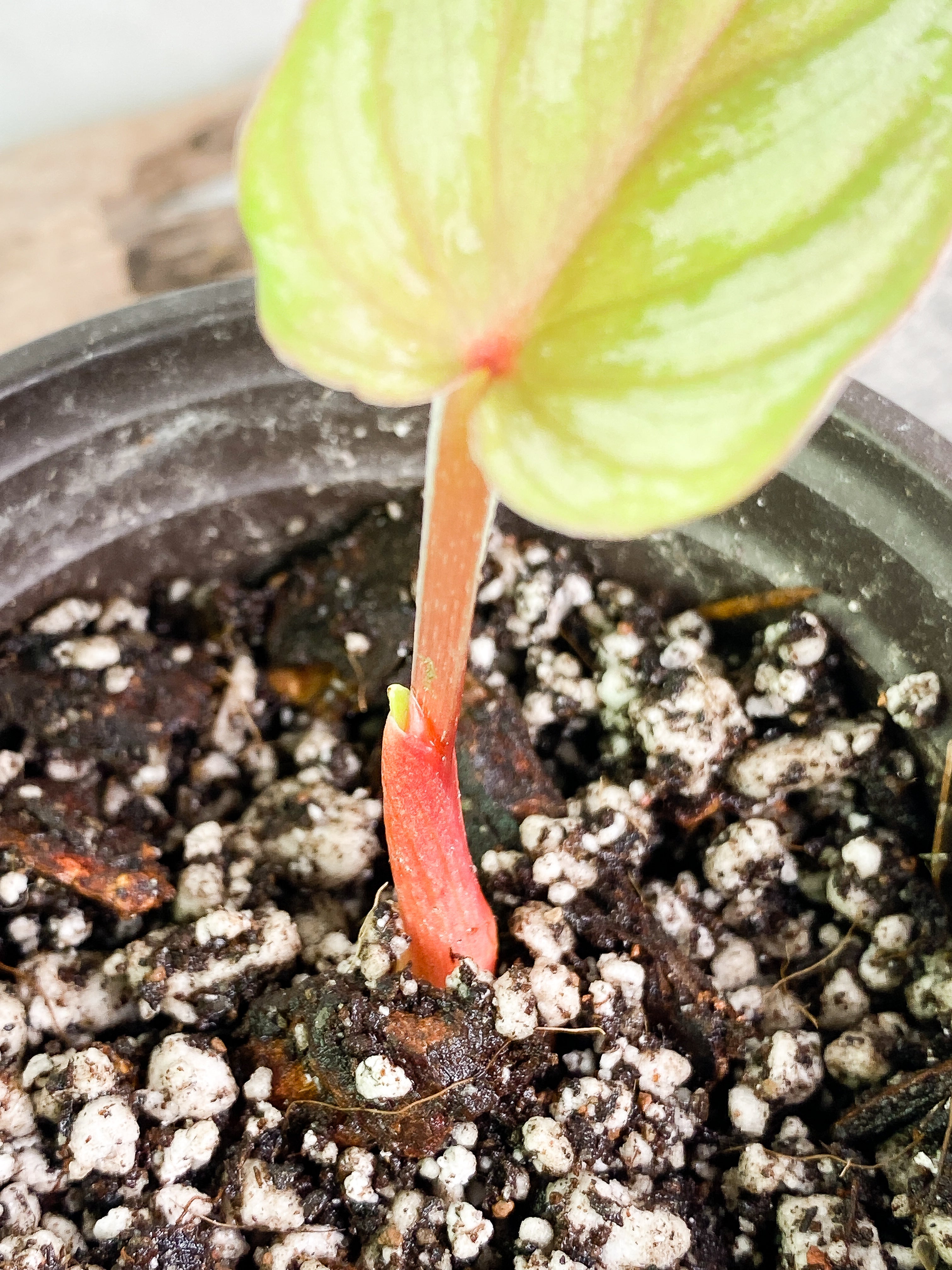 Philodendron pastazanum silver nieve with 1 leaf and 1 sprout slightly rooted