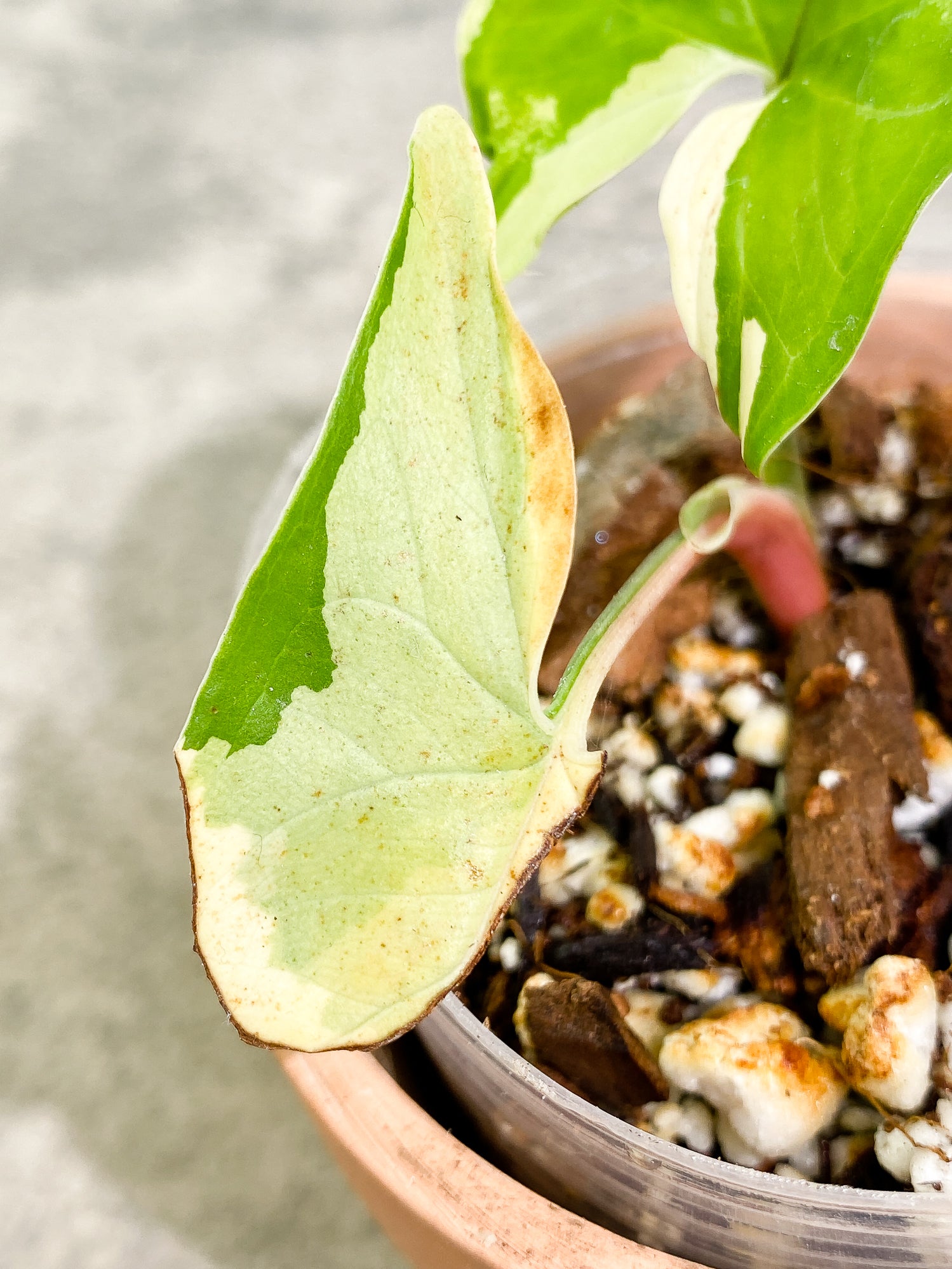 Syngonium Aurea 2 leaves rooted