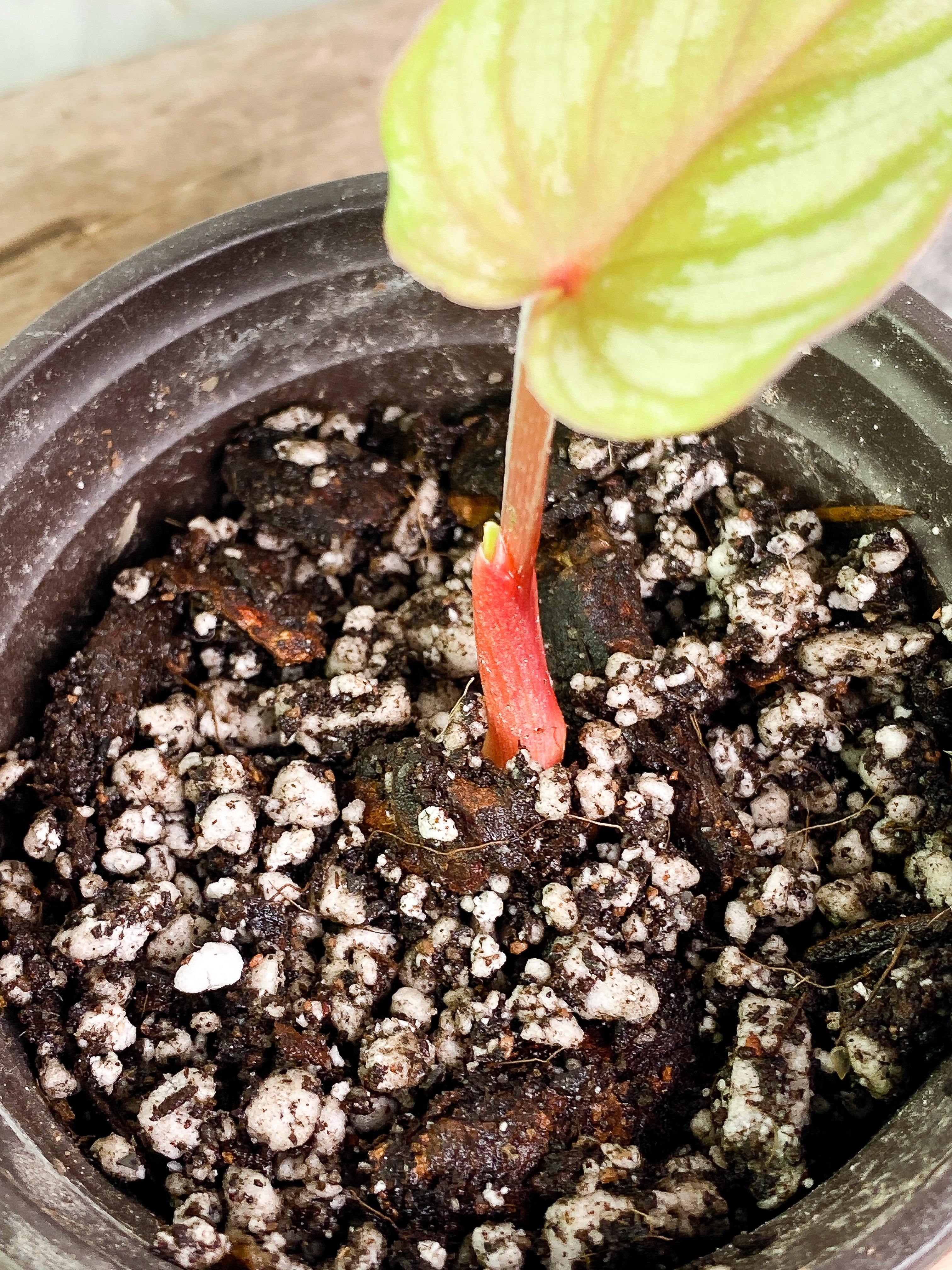 Philodendron pastazanum silver nieve with 1 leaf and 1 sprout slightly rooted