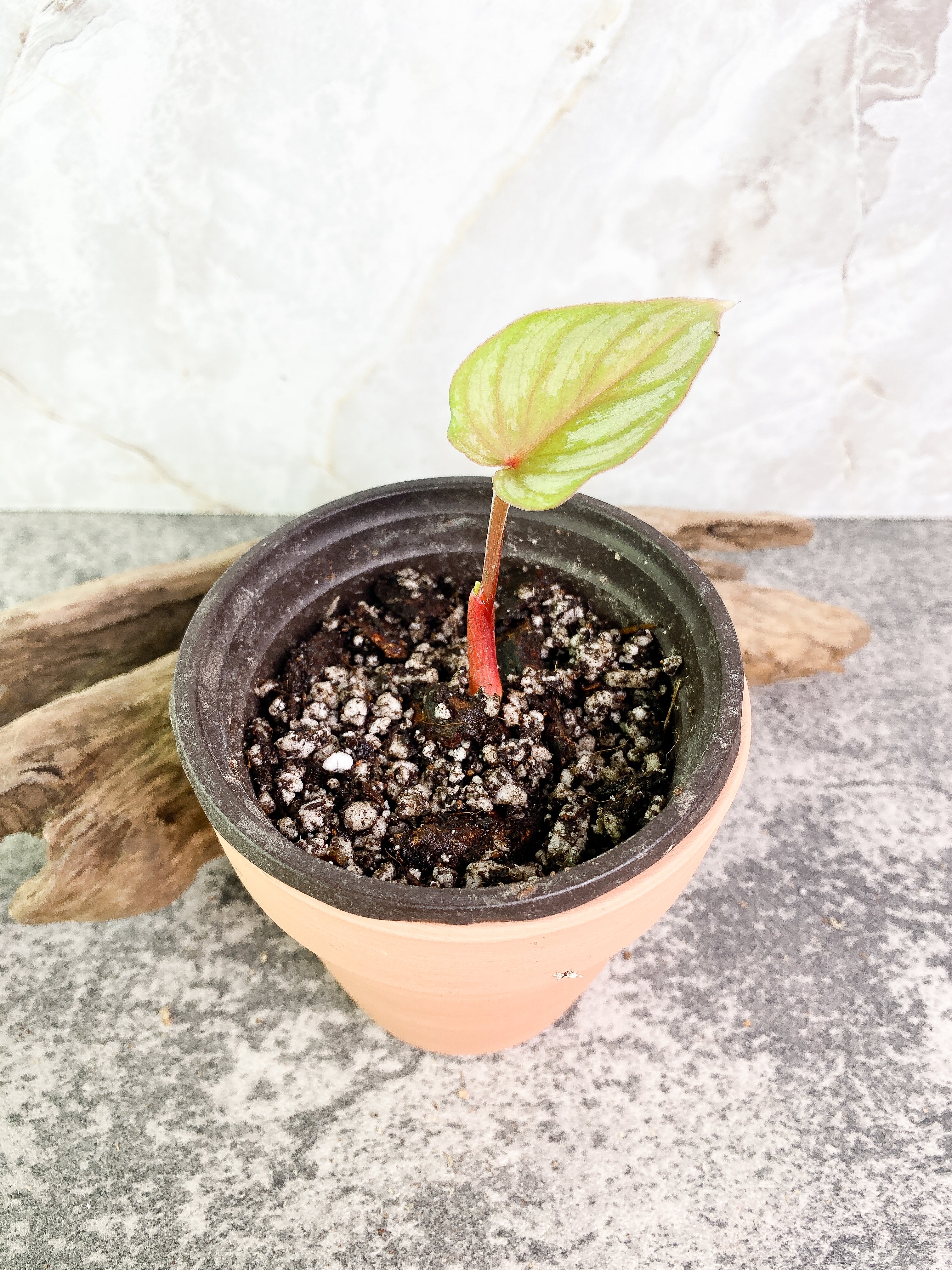 Philodendron pastazanum silver nieve with 1 leaf and 1 sprout slightly rooted
