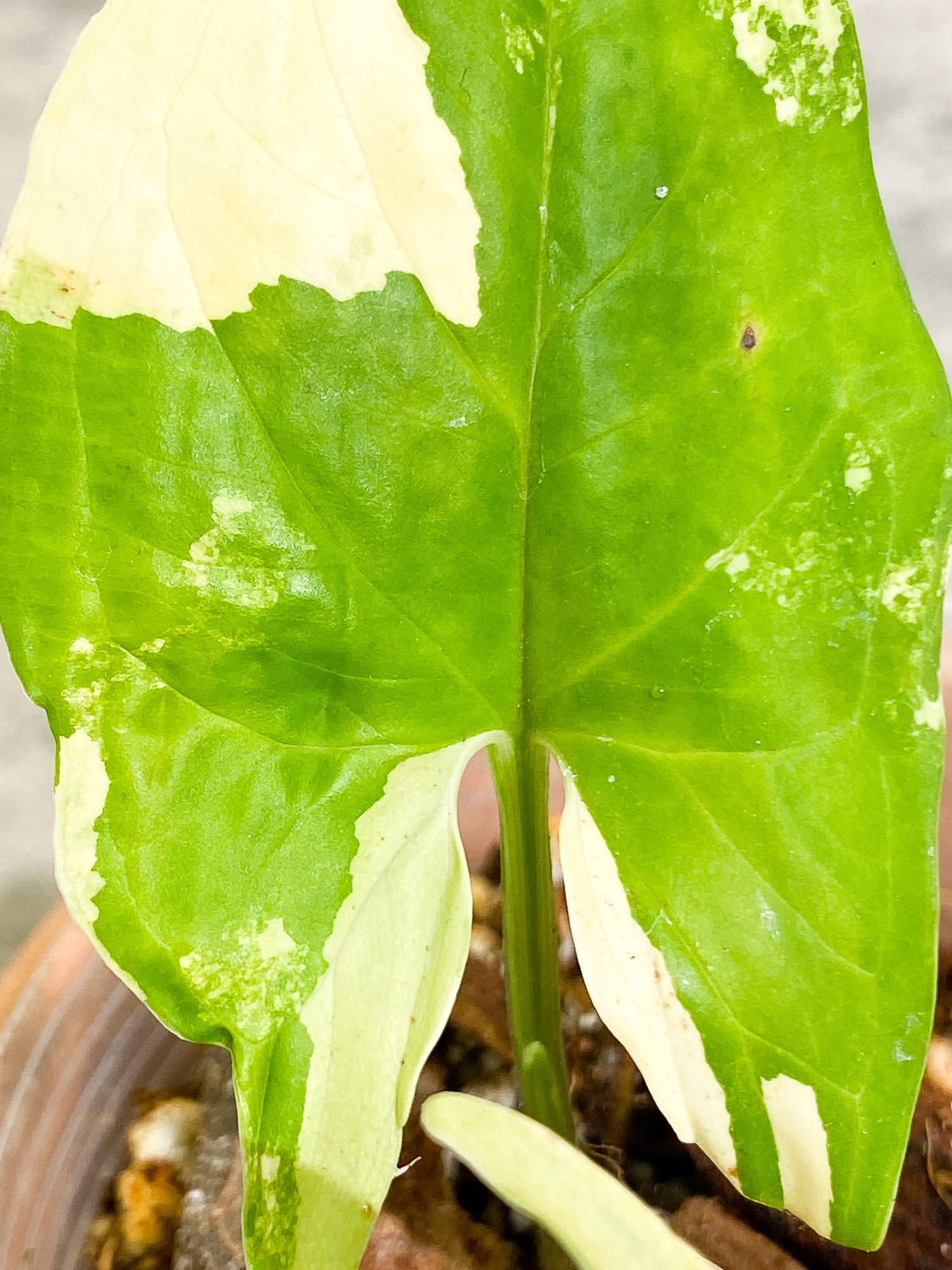 Syngonium Aurea 2 leaves rooted