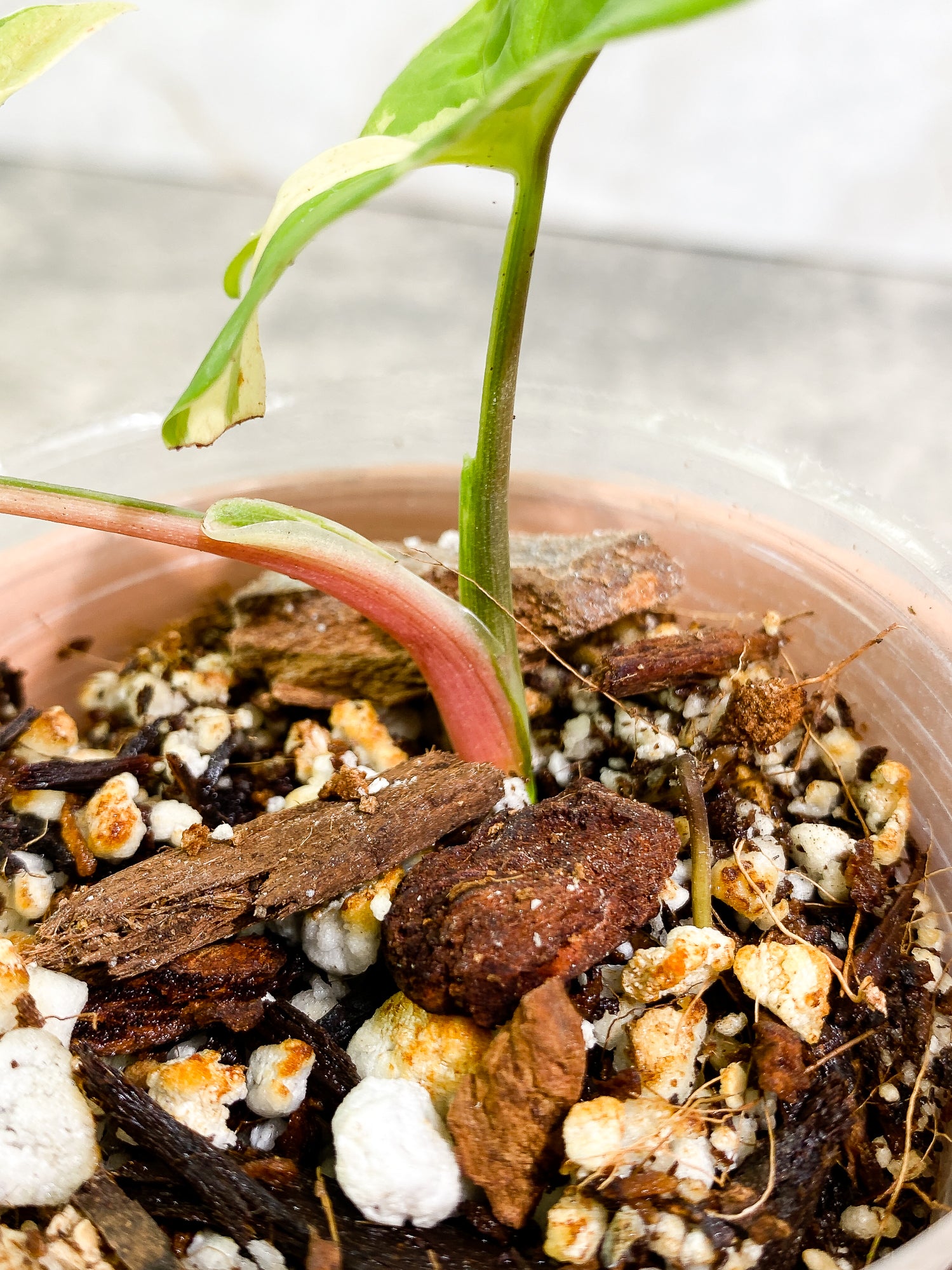 Syngonium Aurea 2 leaves rooted