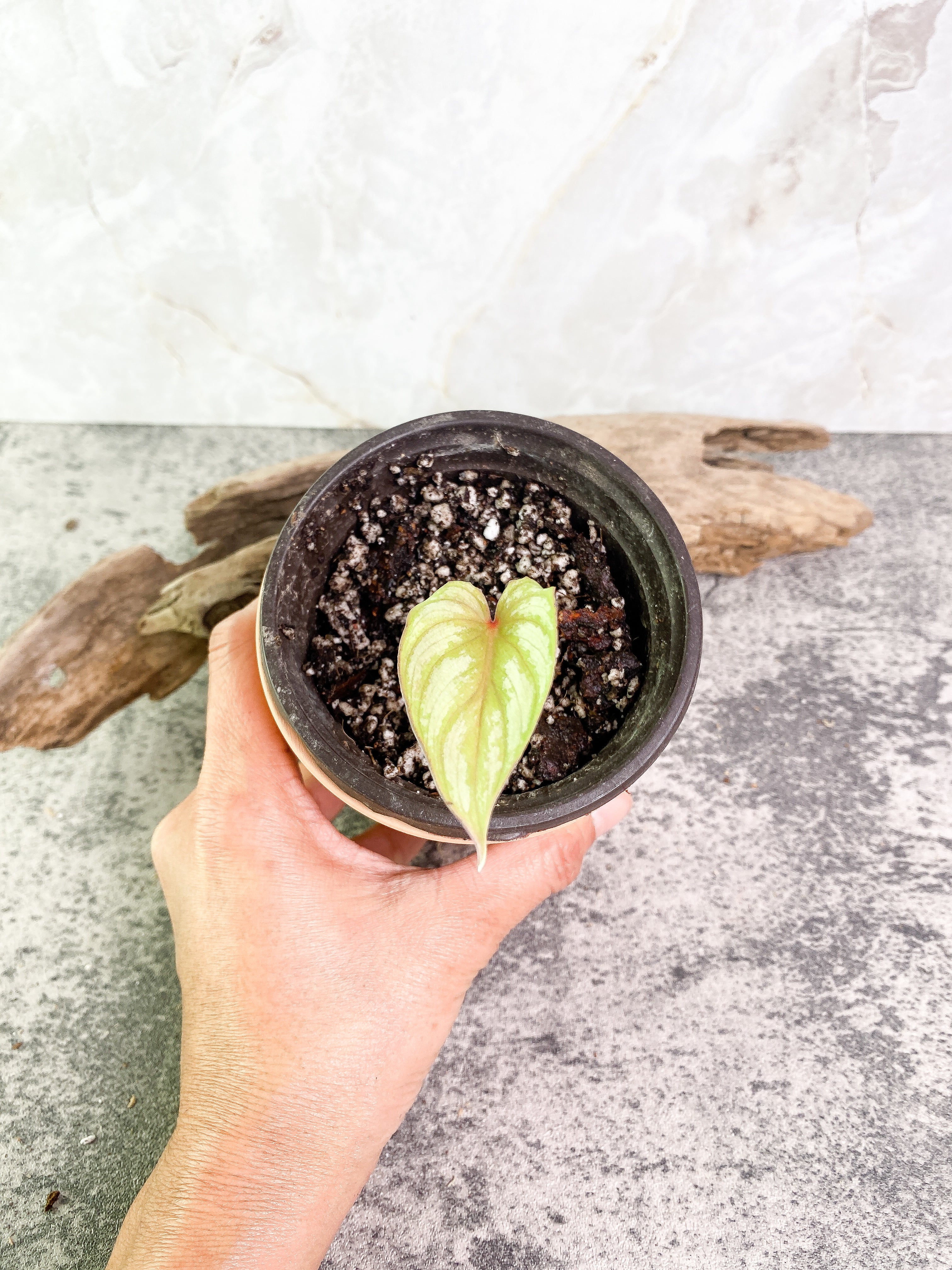 Philodendron pastazanum silver nieve with 1 leaf and 1 sprout slightly rooted