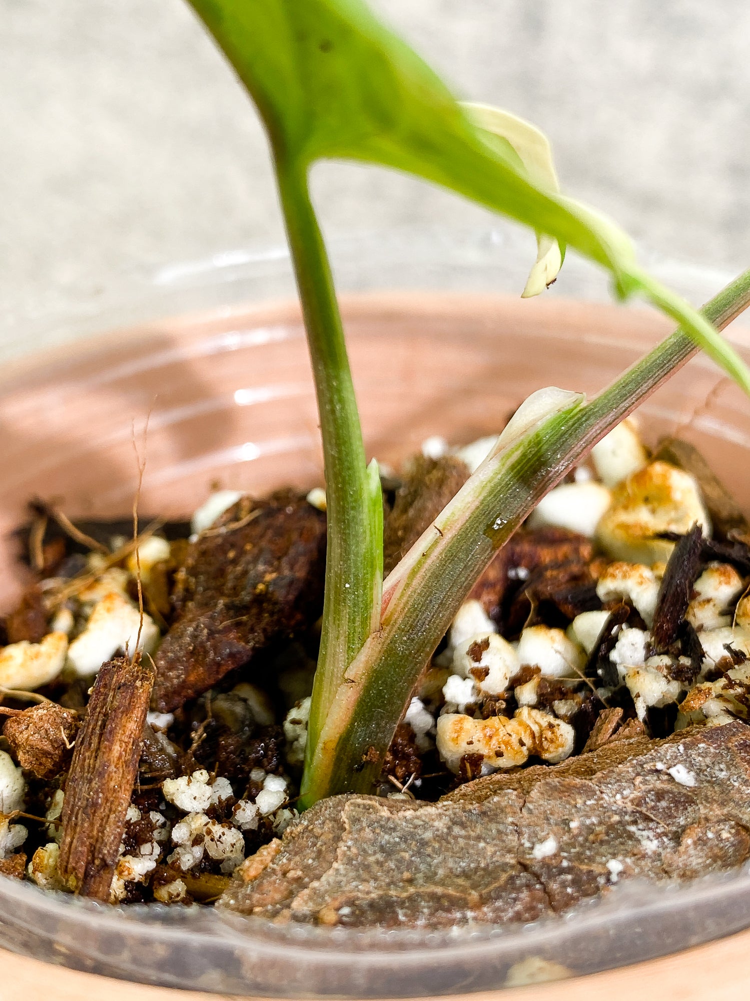 Syngonium Aurea 2 leaves rooted