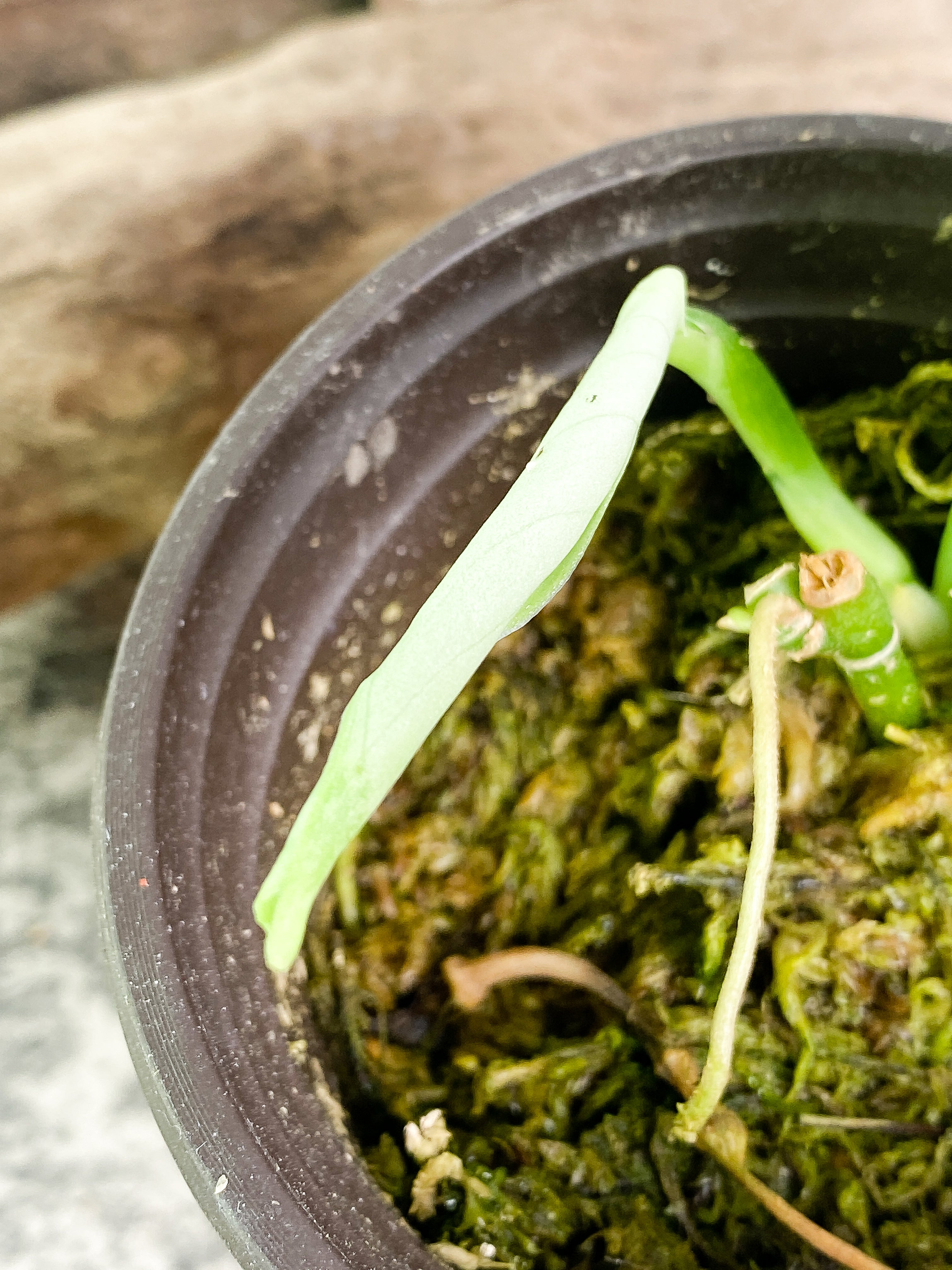Scindapsus Silver cloud cutting with 2 leaves with 1 sprout rooted