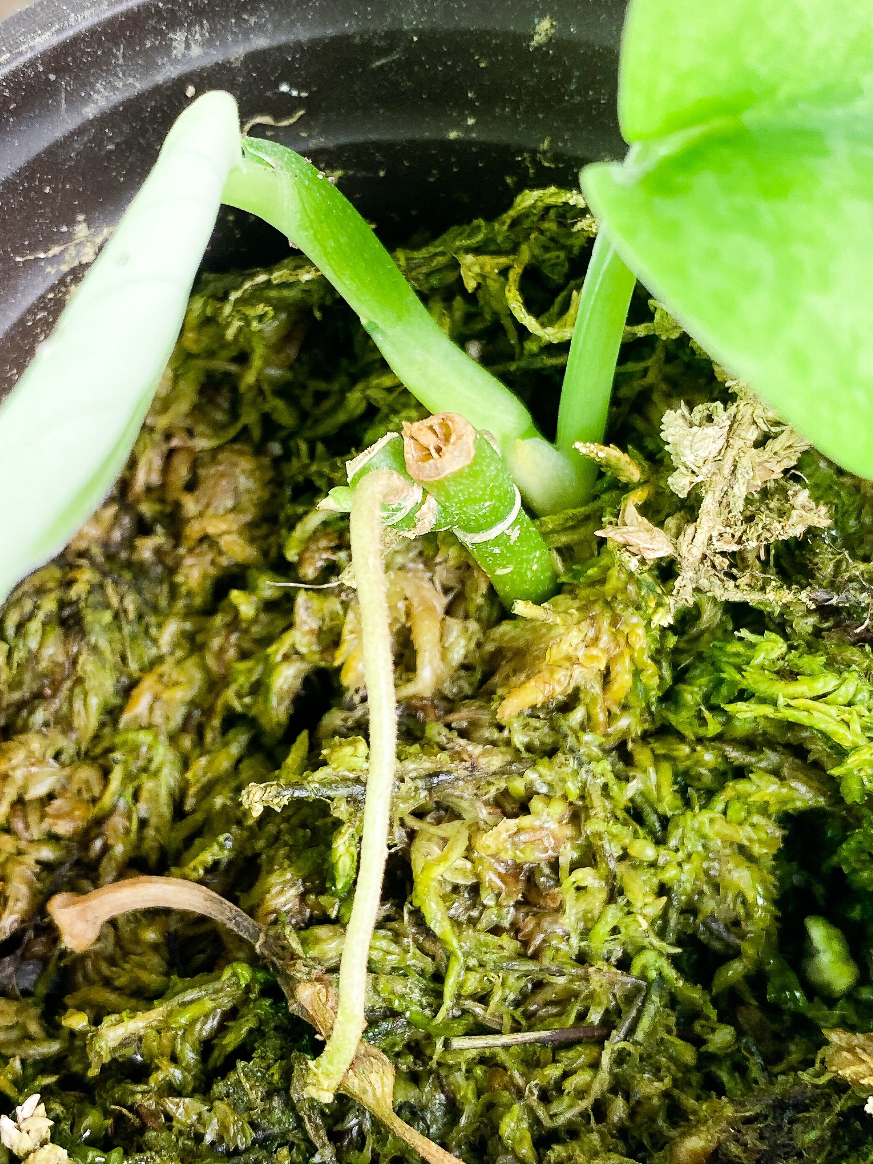 Scindapsus Silver cloud cutting with 2 leaves with 1 sprout rooted