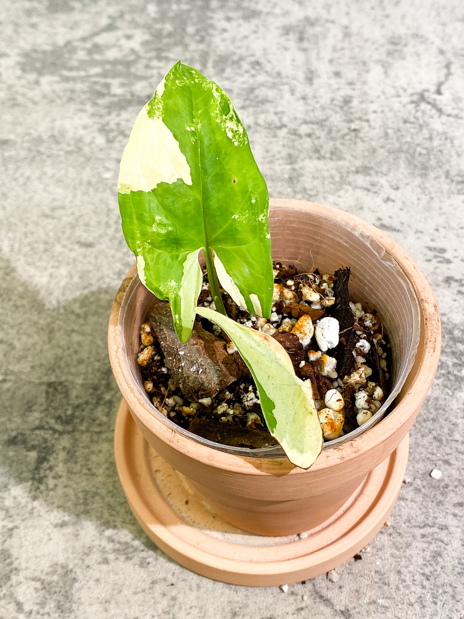 Syngonium Aurea 2 leaves rooted