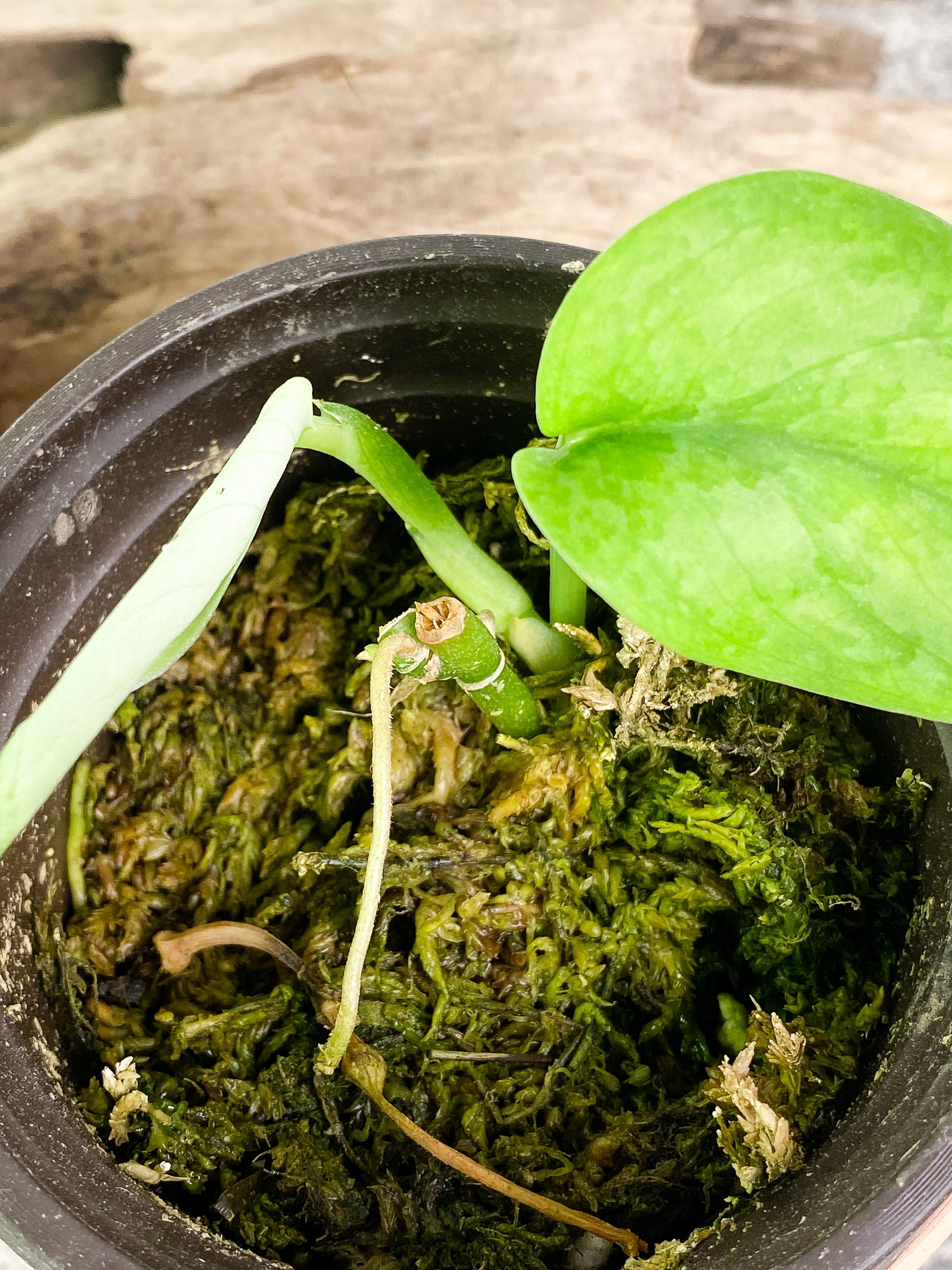 Scindapsus Silver cloud cutting with 2 leaves with 1 sprout rooted