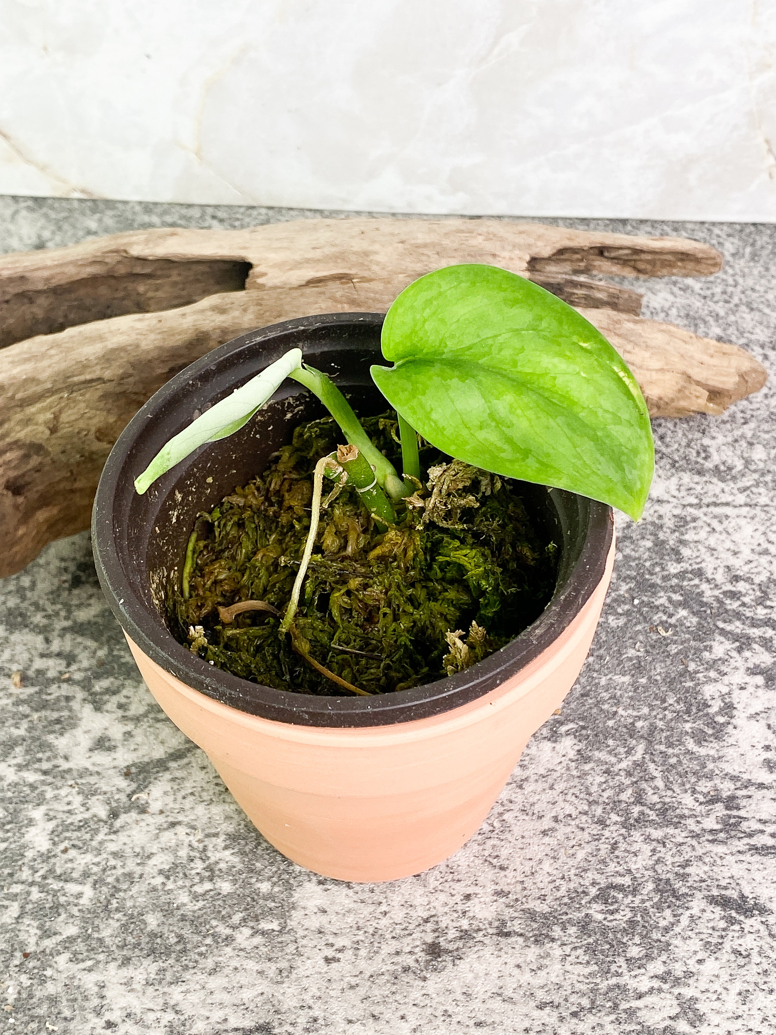 Scindapsus Silver cloud cutting with 2 leaves with 1 sprout rooted