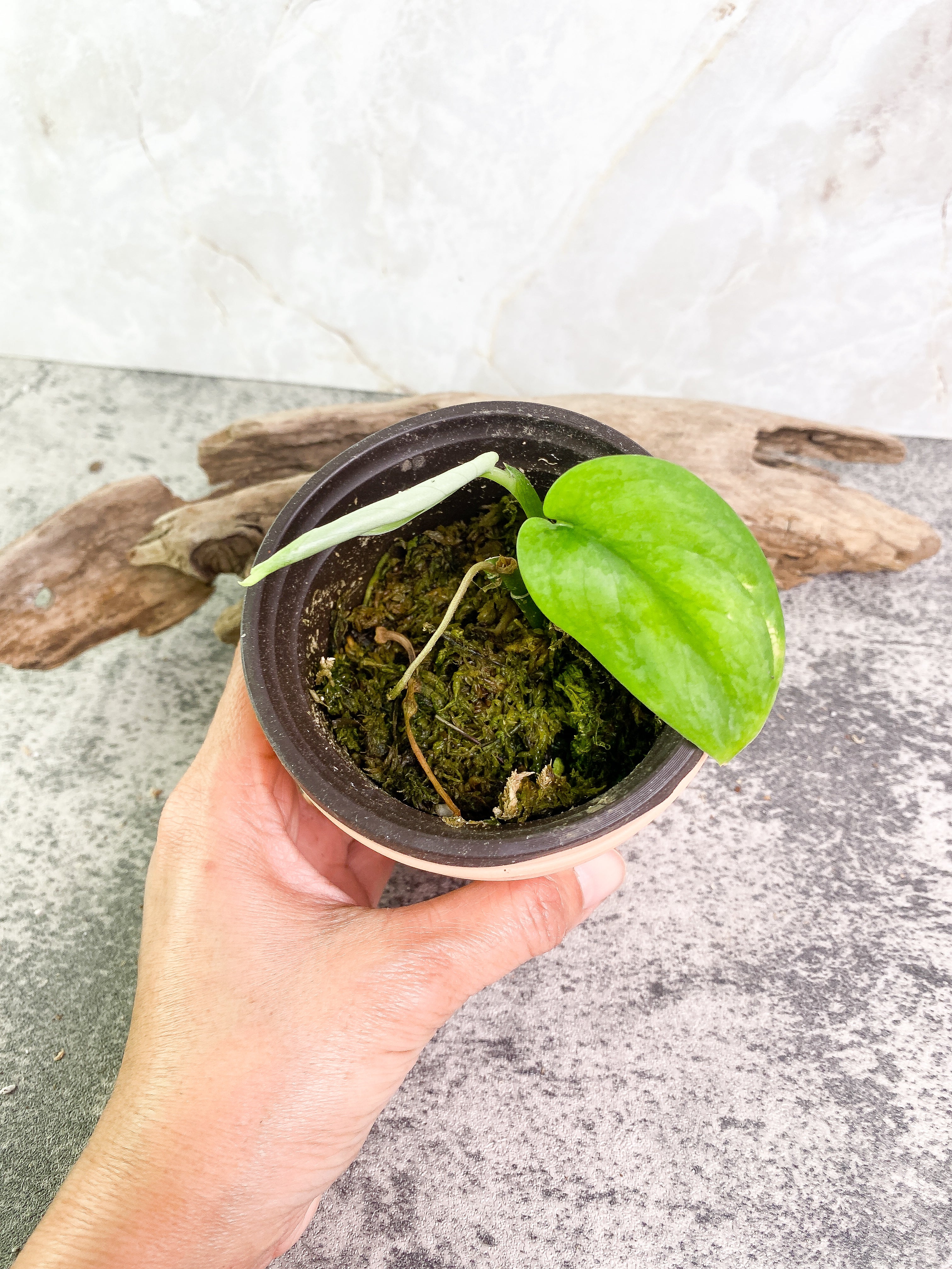 Scindapsus Silver cloud cutting with 2 leaves with 1 sprout rooted