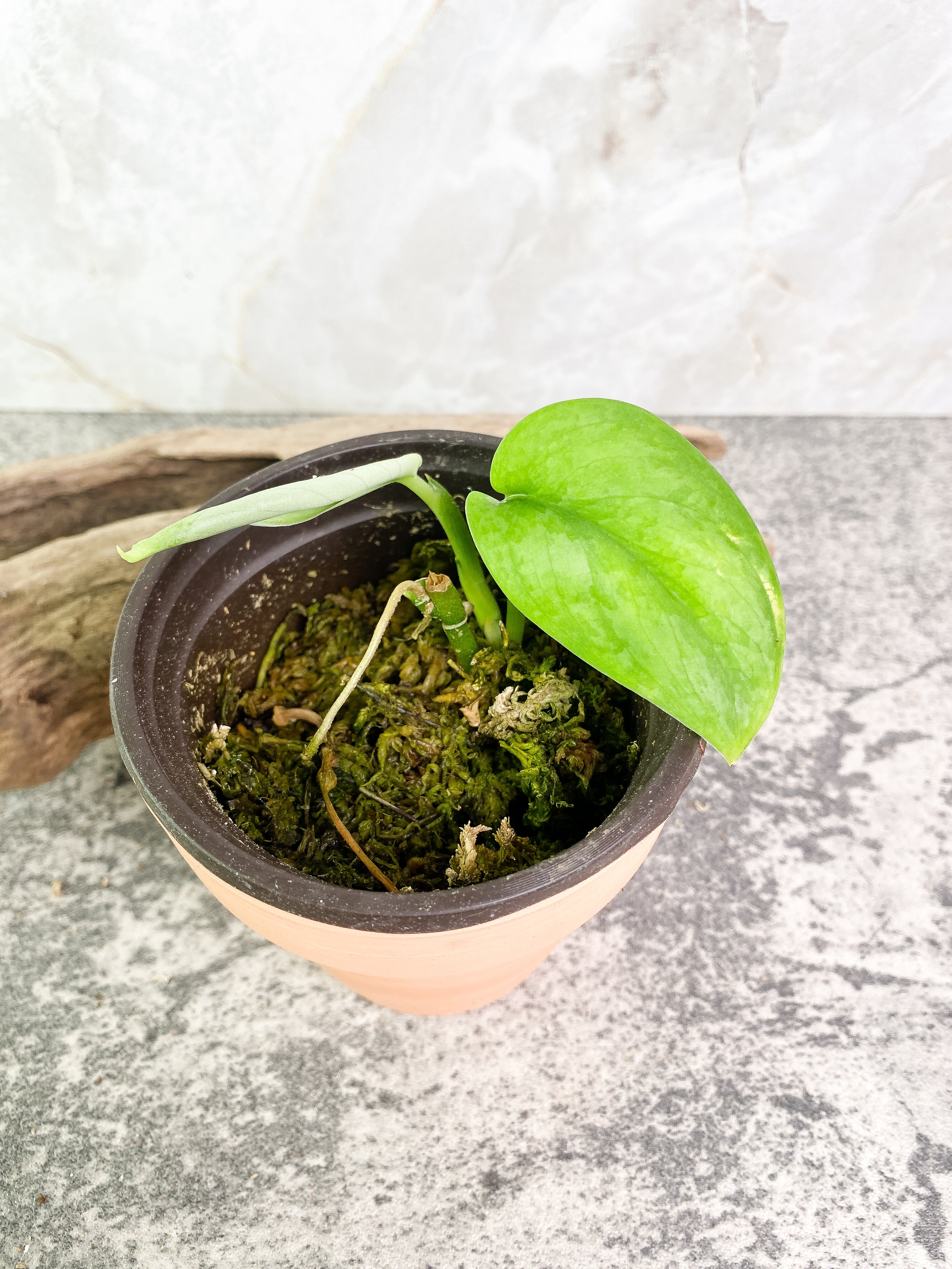 Scindapsus Silver cloud cutting with 2 leaves with 1 sprout rooted