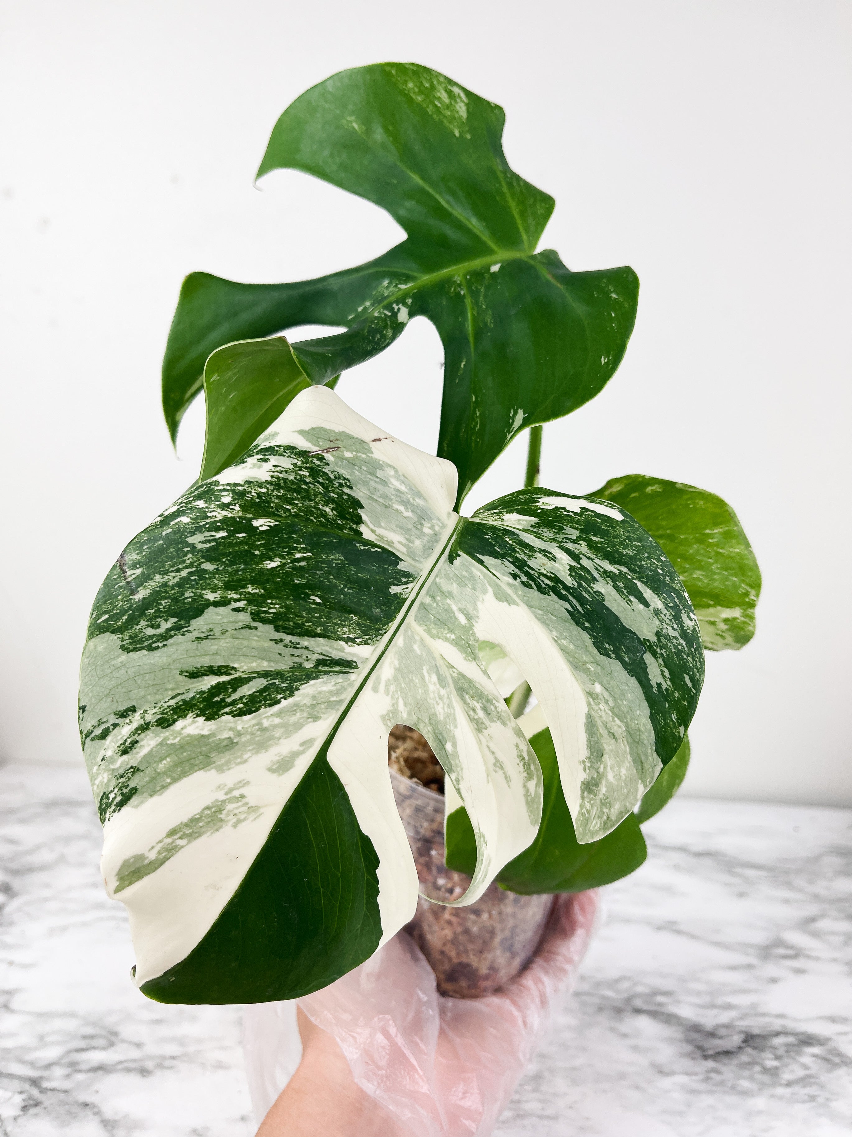 Monstera Albo Borsigiana 3 leaves top cutting. Highly variegated. Slightly Rooted