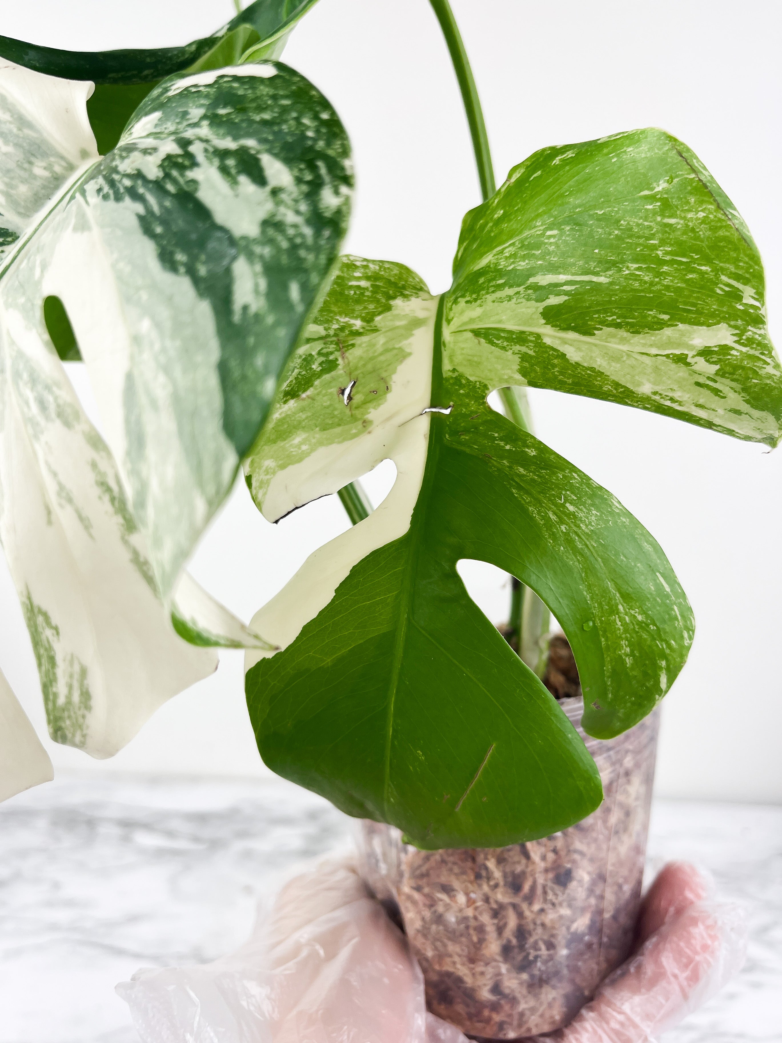 Monstera Albo Borsigiana 3 leaves top cutting. Highly variegated. Slightly Rooted