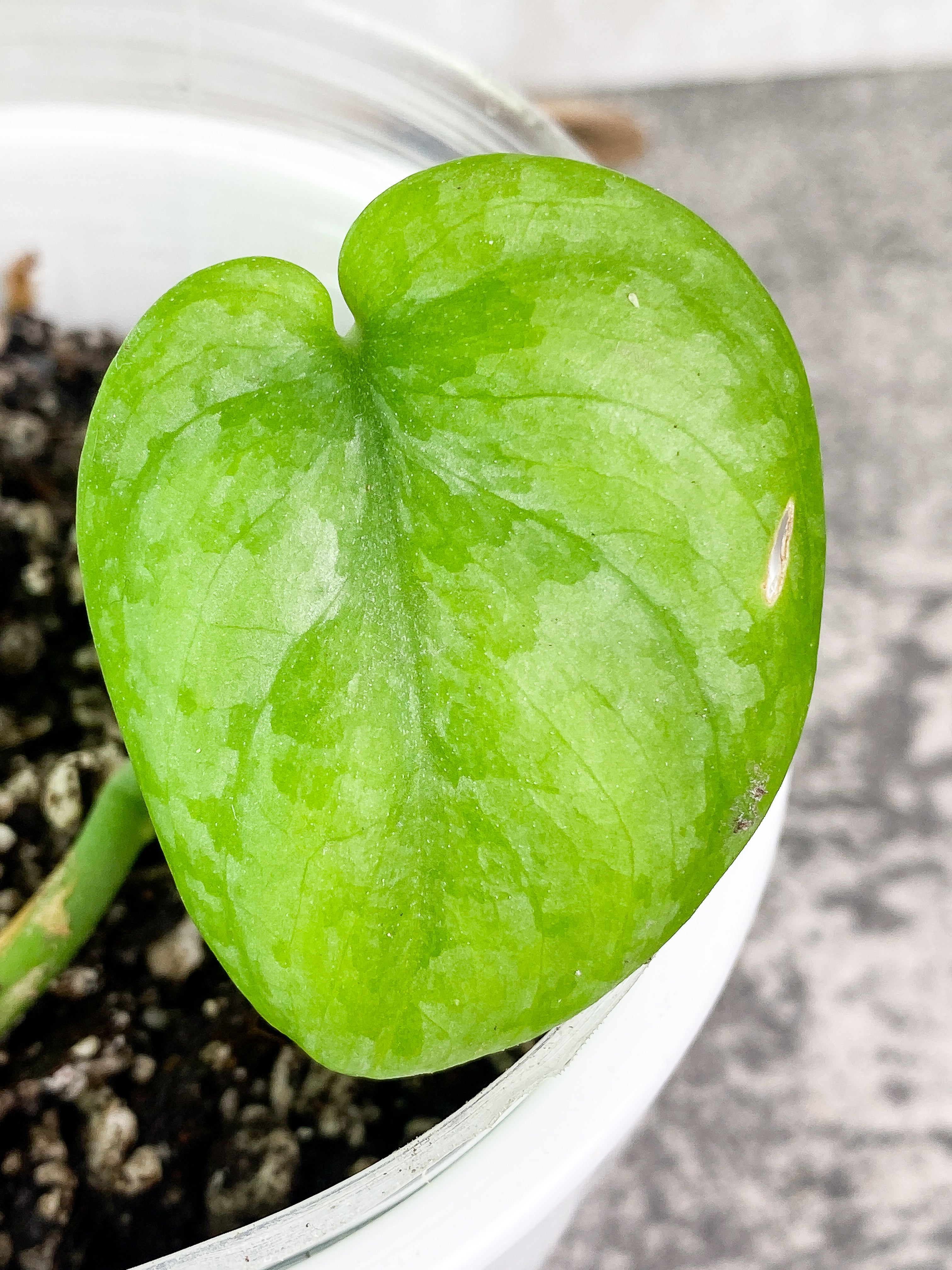 Scindapsus silver cloud cutting with 1 leaf rooted.