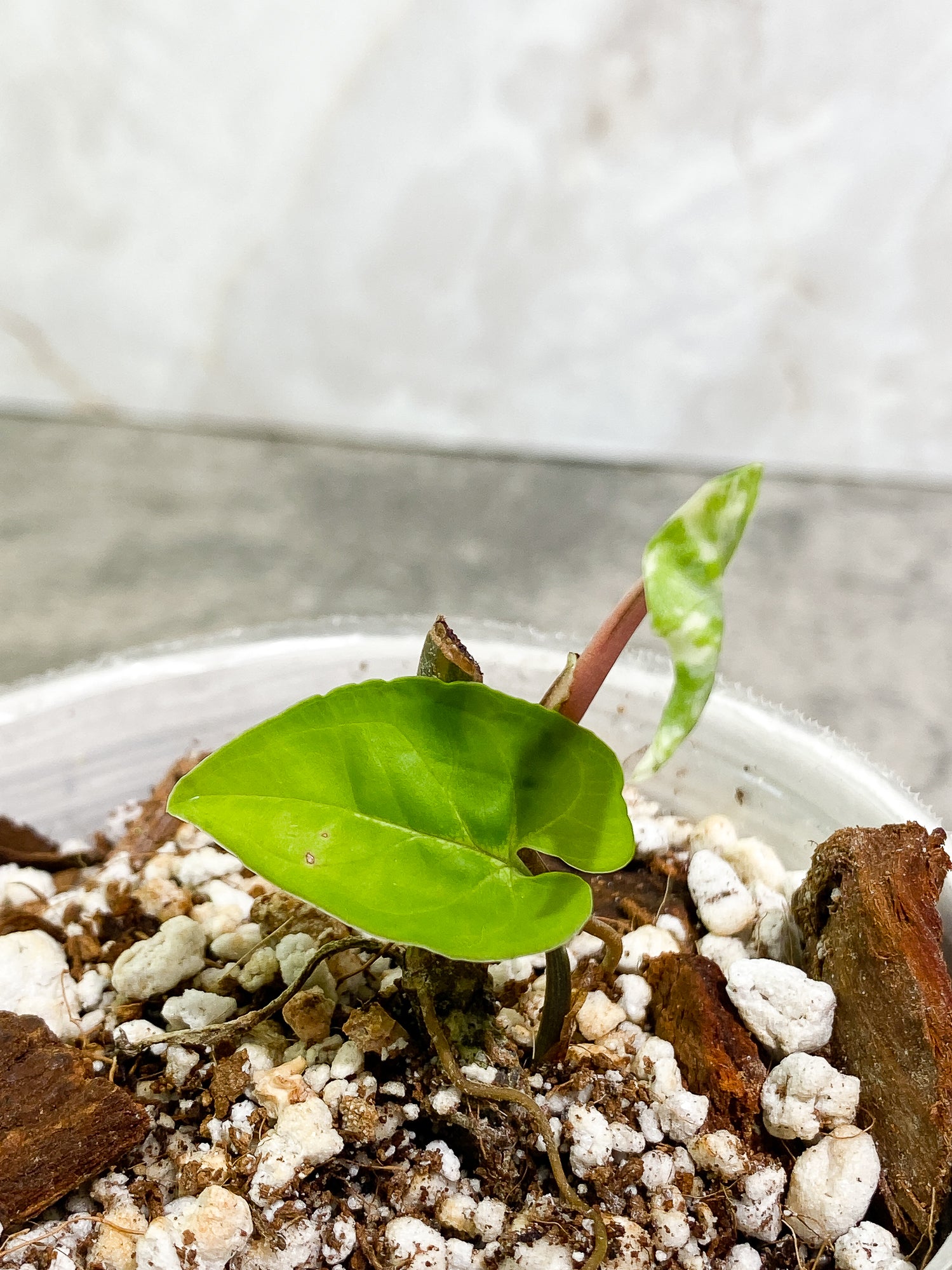 Syngonium Aurea 2 leaves rooted