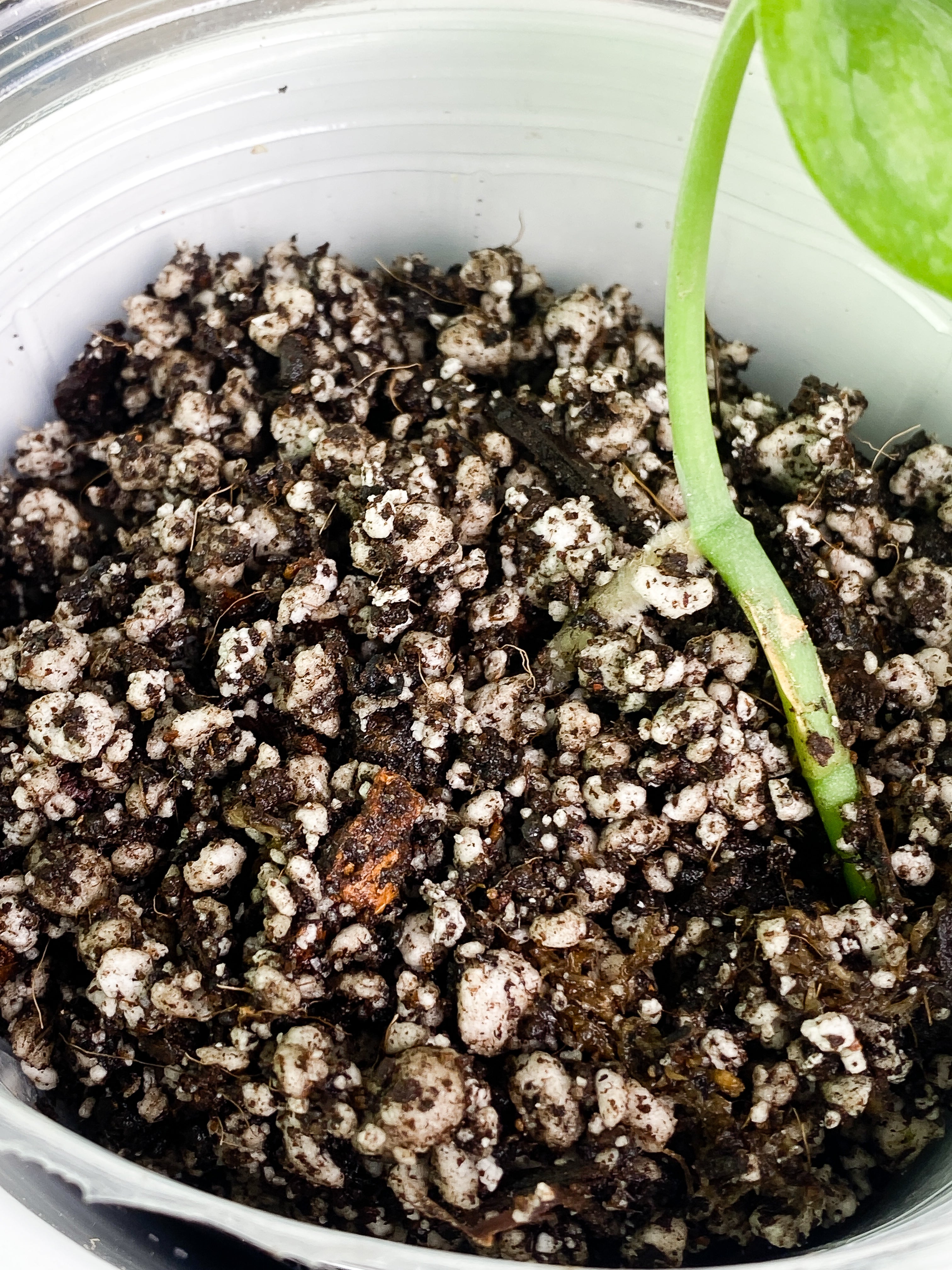 Scindapsus silver cloud cutting with 1 leaf rooted.