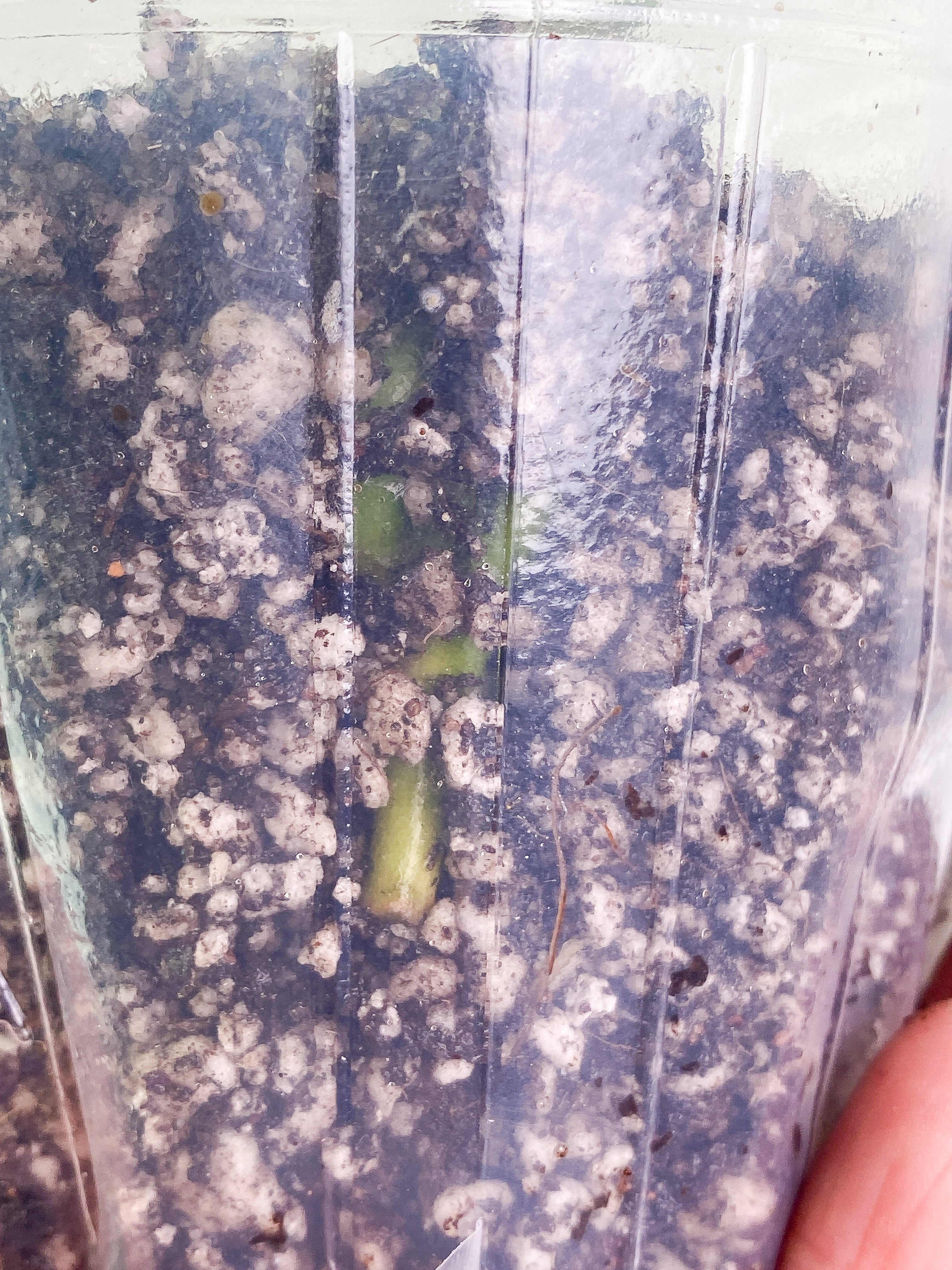 Scindapsus silver cloud cutting with 1 leaf rooted.