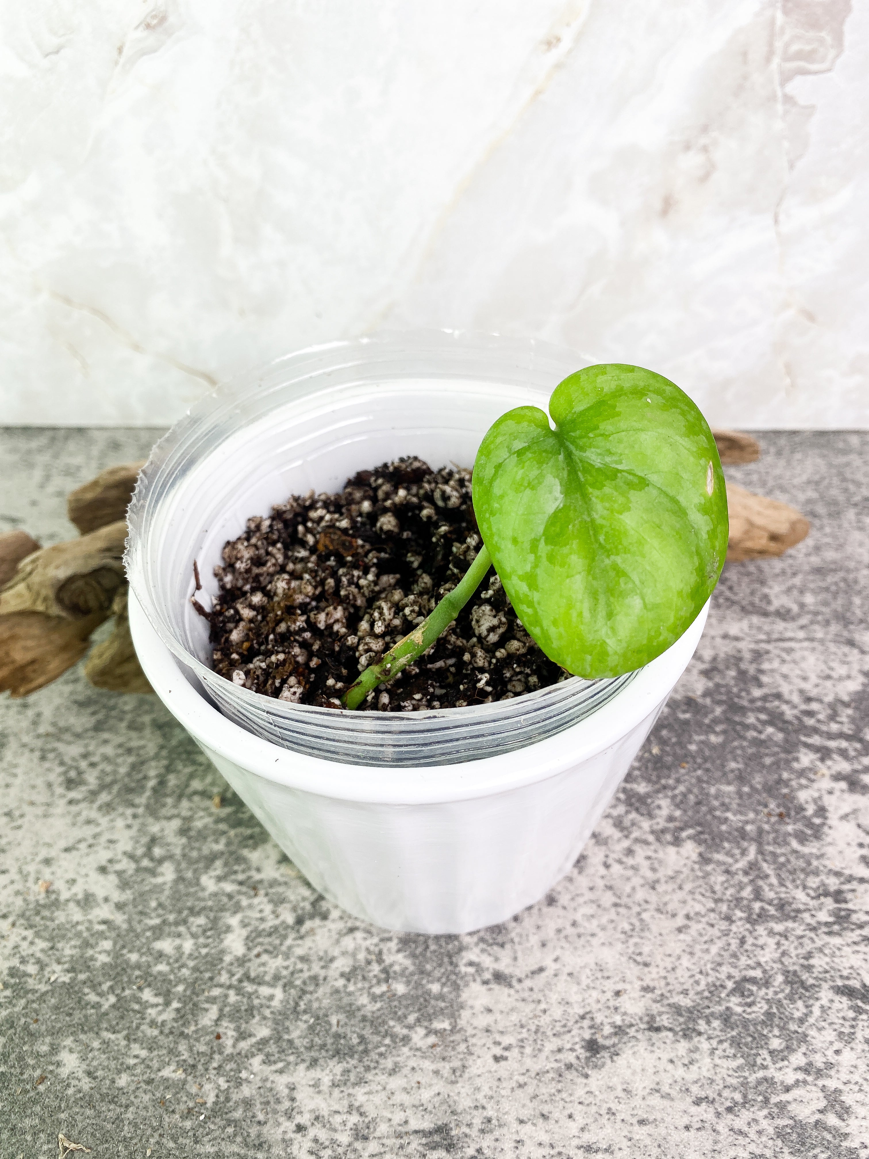 Scindapsus silver cloud cutting with 1 leaf rooted.
