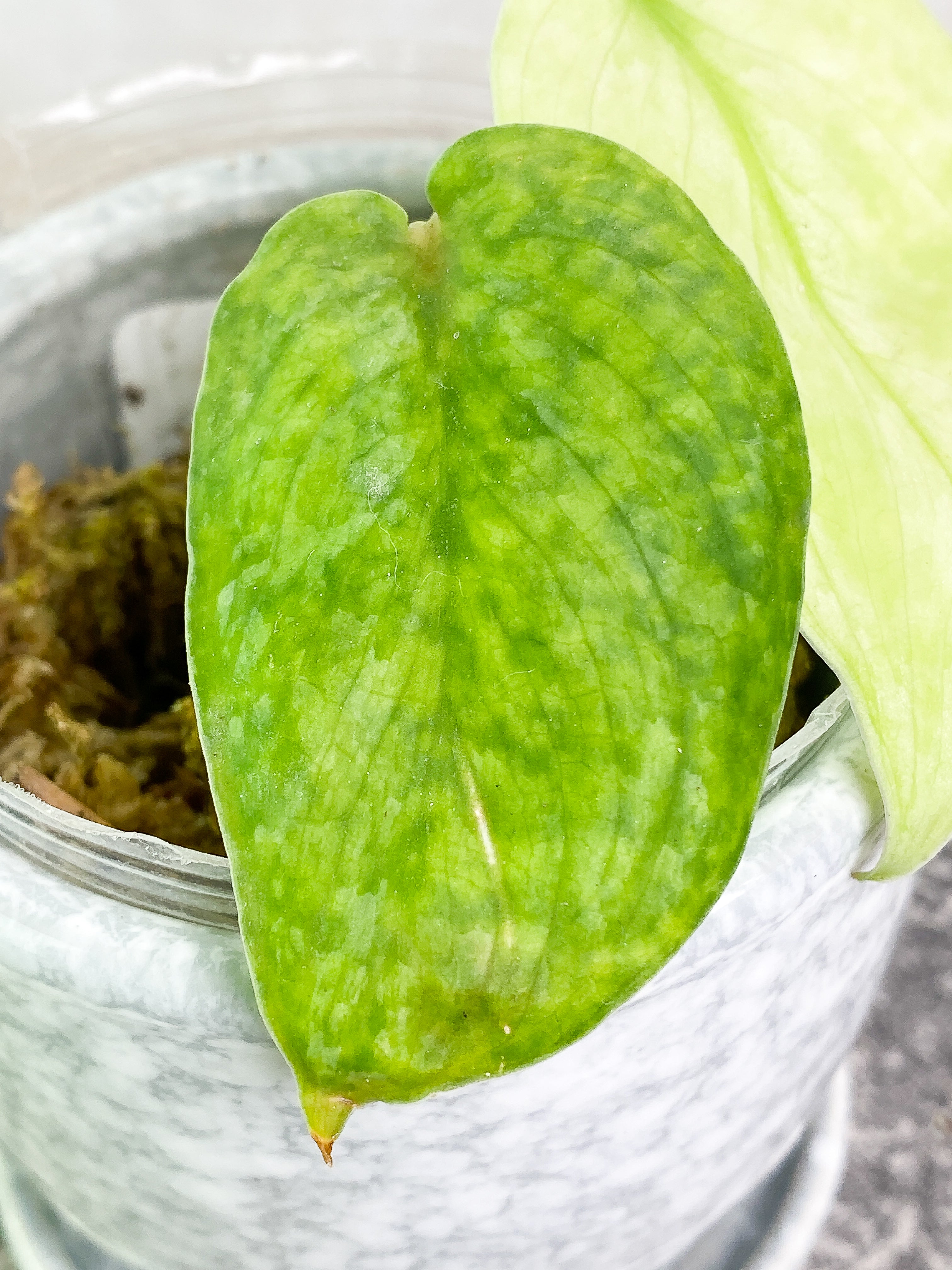 Scindapsus silver cloud cutting with 2 leaves rooted