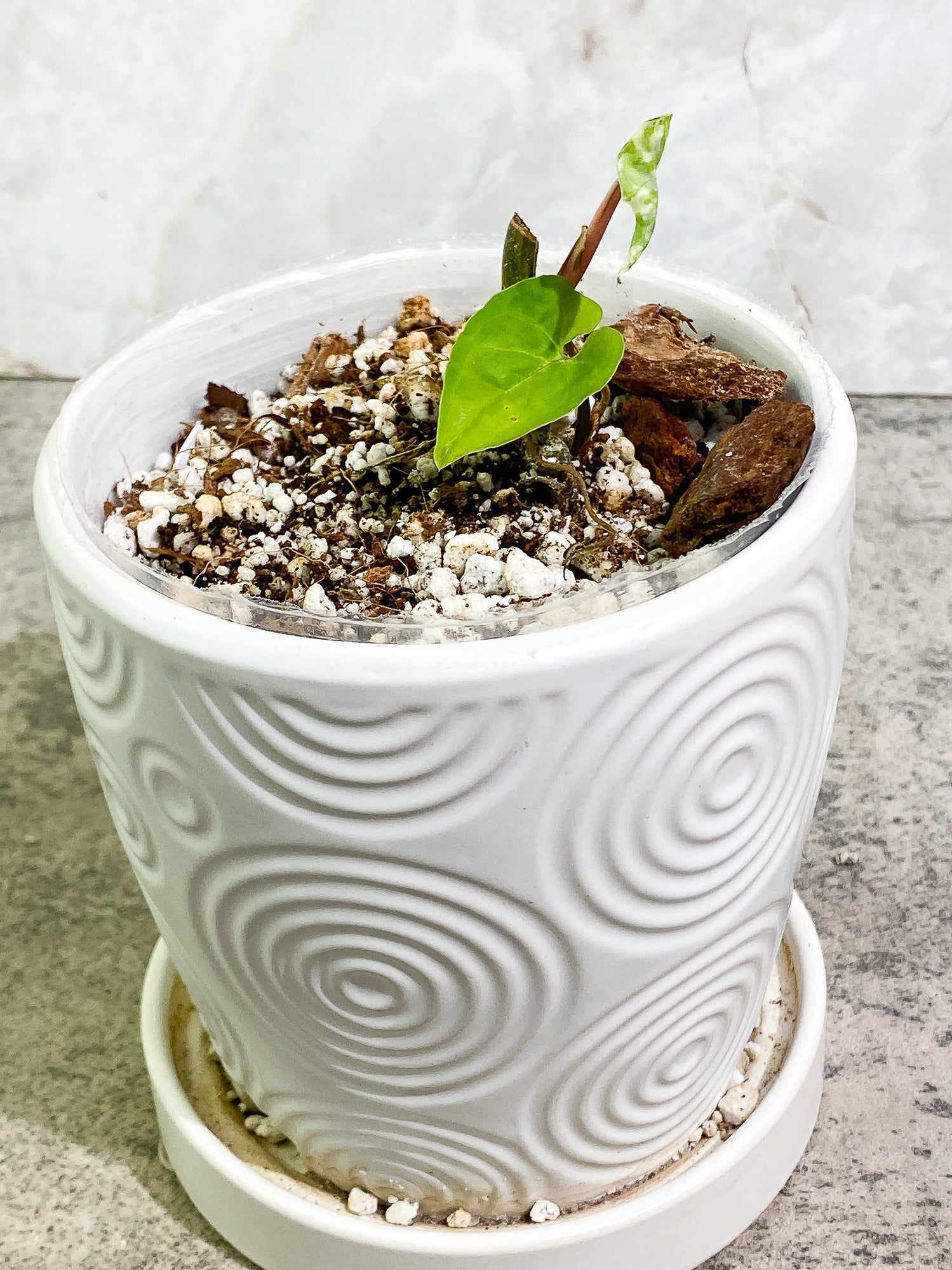 Syngonium Aurea 2 leaves rooted