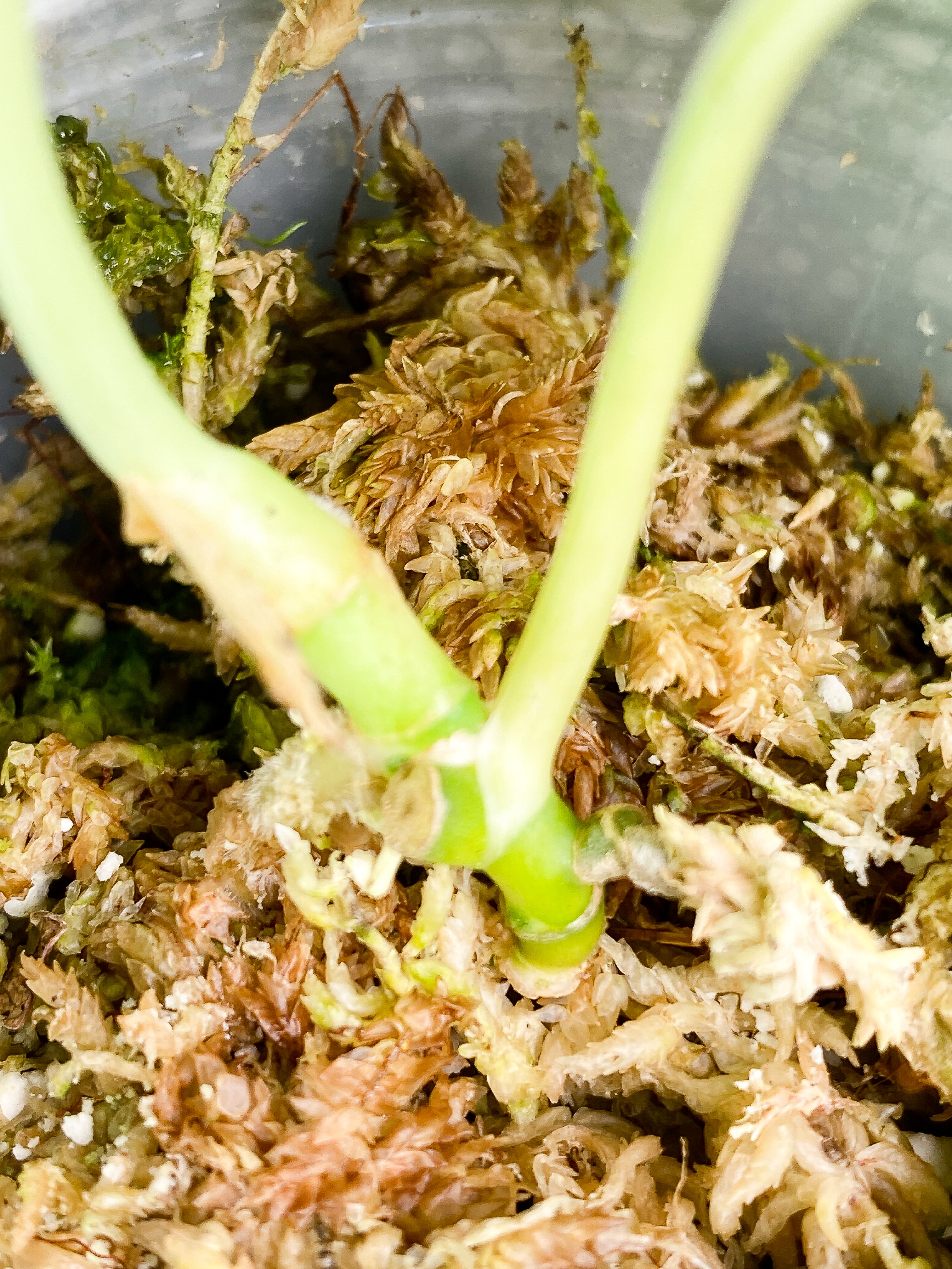 Scindapsus silver cloud cutting with 2 leaves rooted