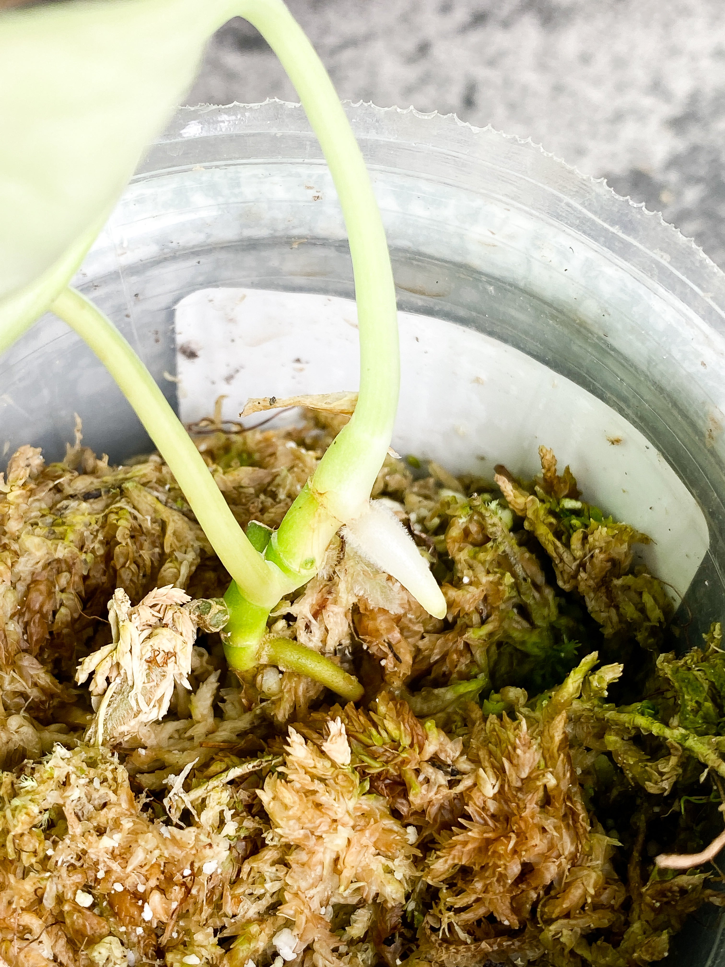 Scindapsus silver cloud cutting with 2 leaves rooted