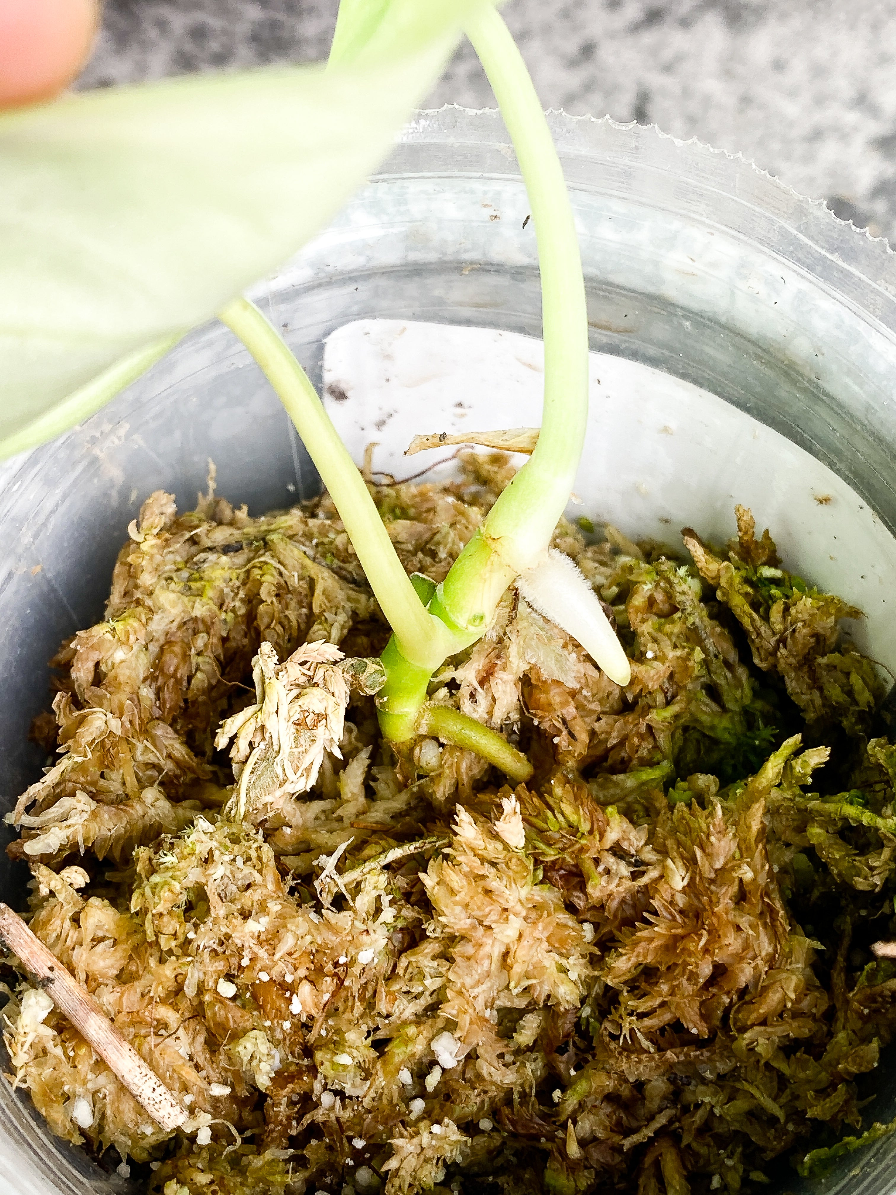 Scindapsus silver cloud cutting with 2 leaves rooted