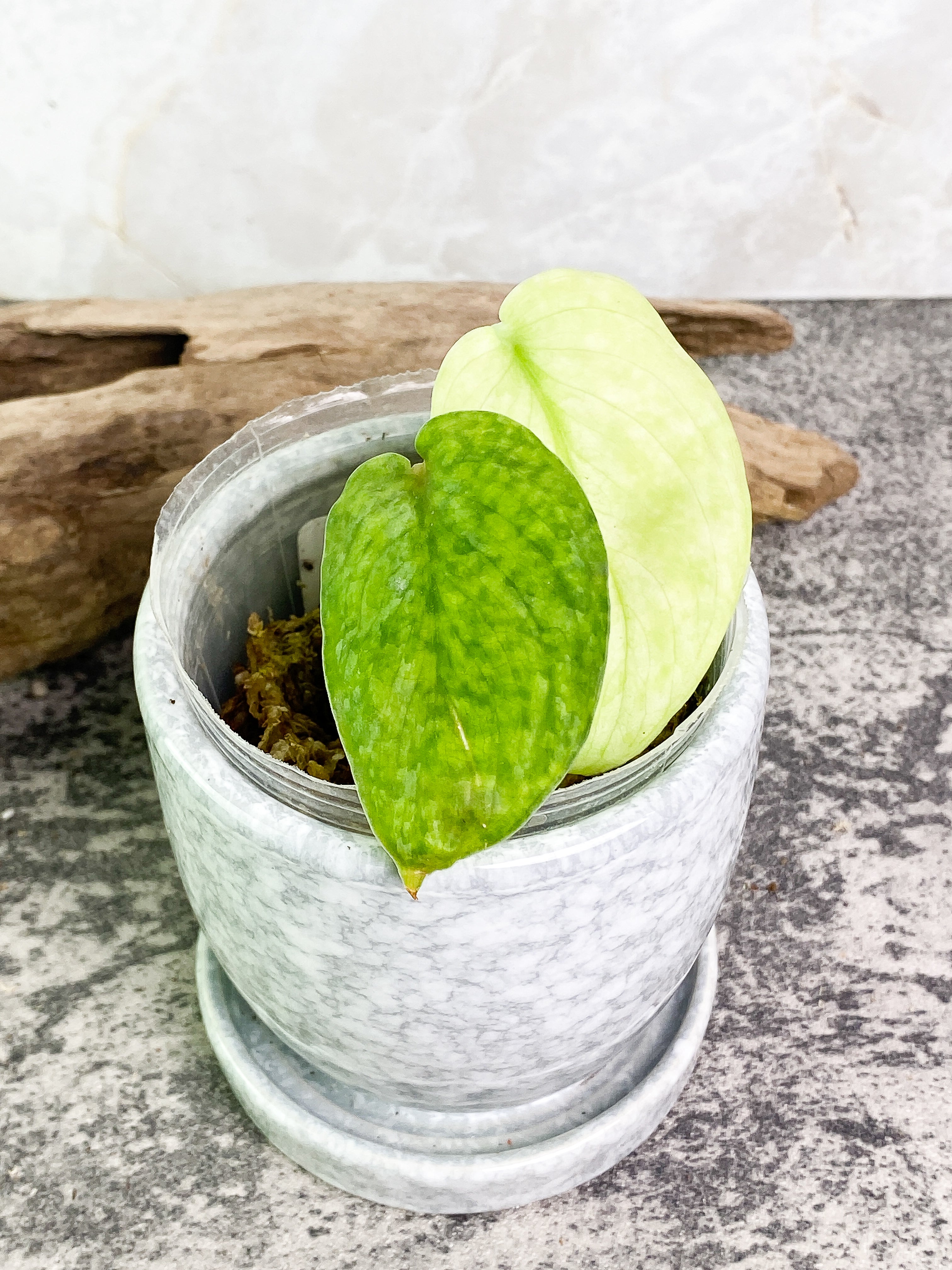 Scindapsus silver cloud cutting with 2 leaves rooted