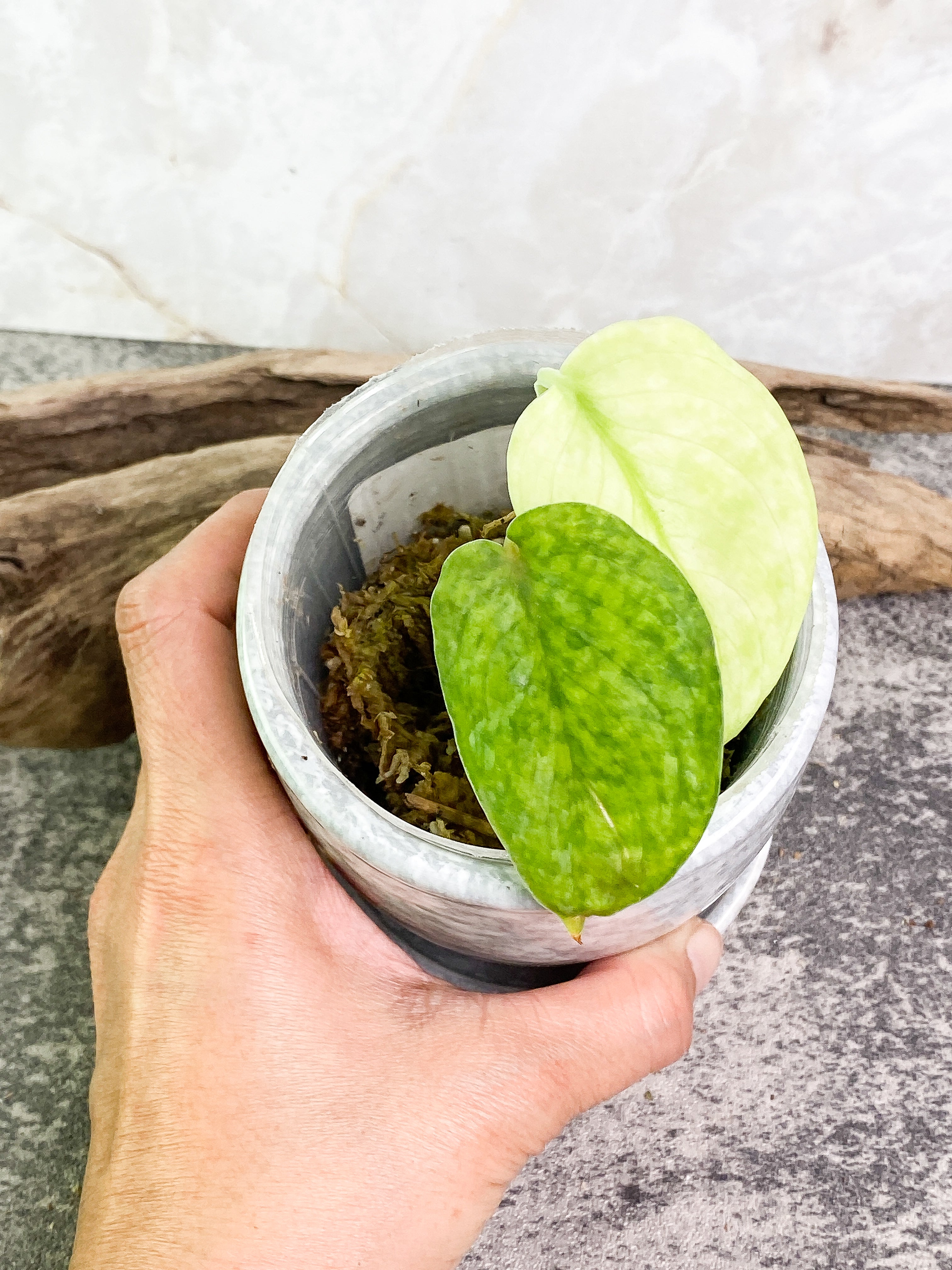 Scindapsus silver cloud cutting with 2 leaves rooted