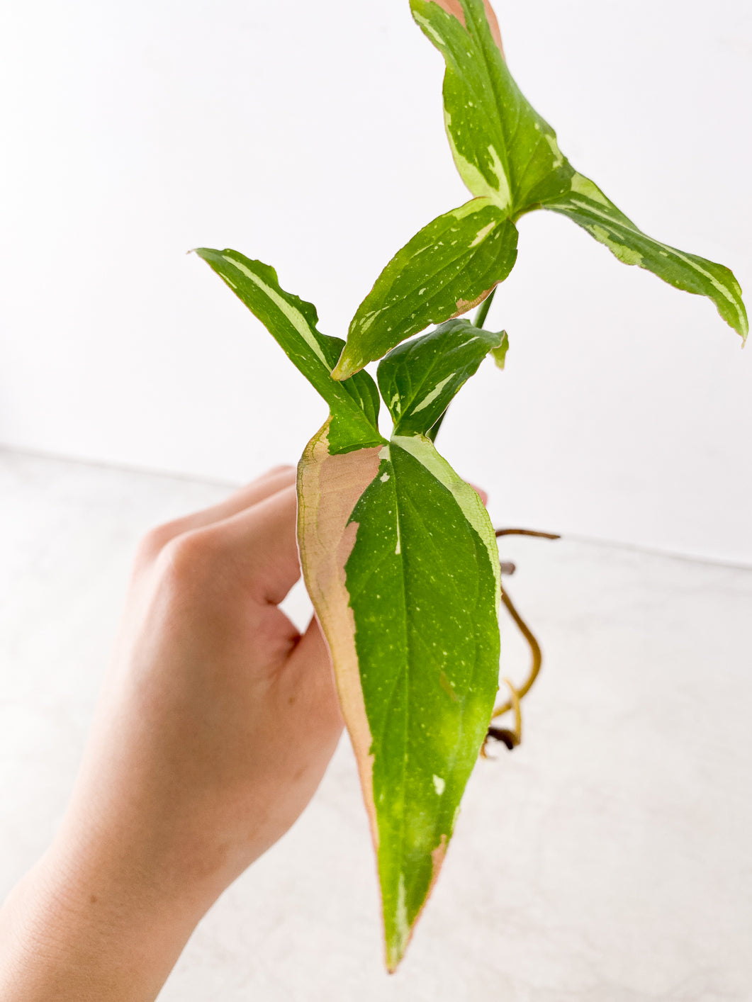 Syngonium Red Spot Tricolor 3 leaves