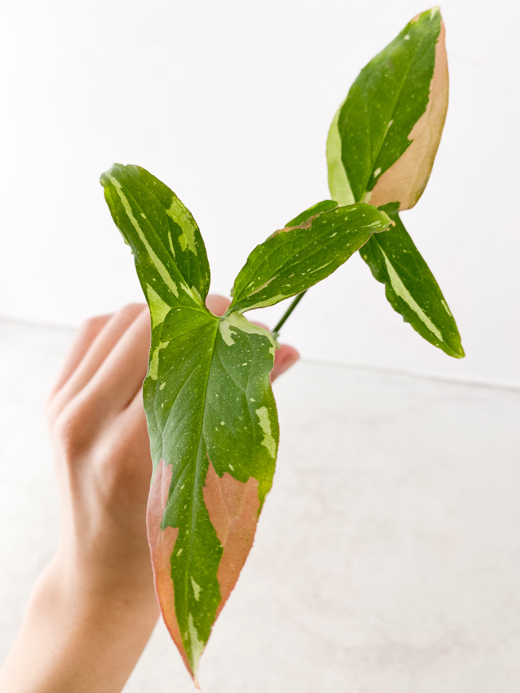 Syngonium Red Spot Tricolor 3 leaves